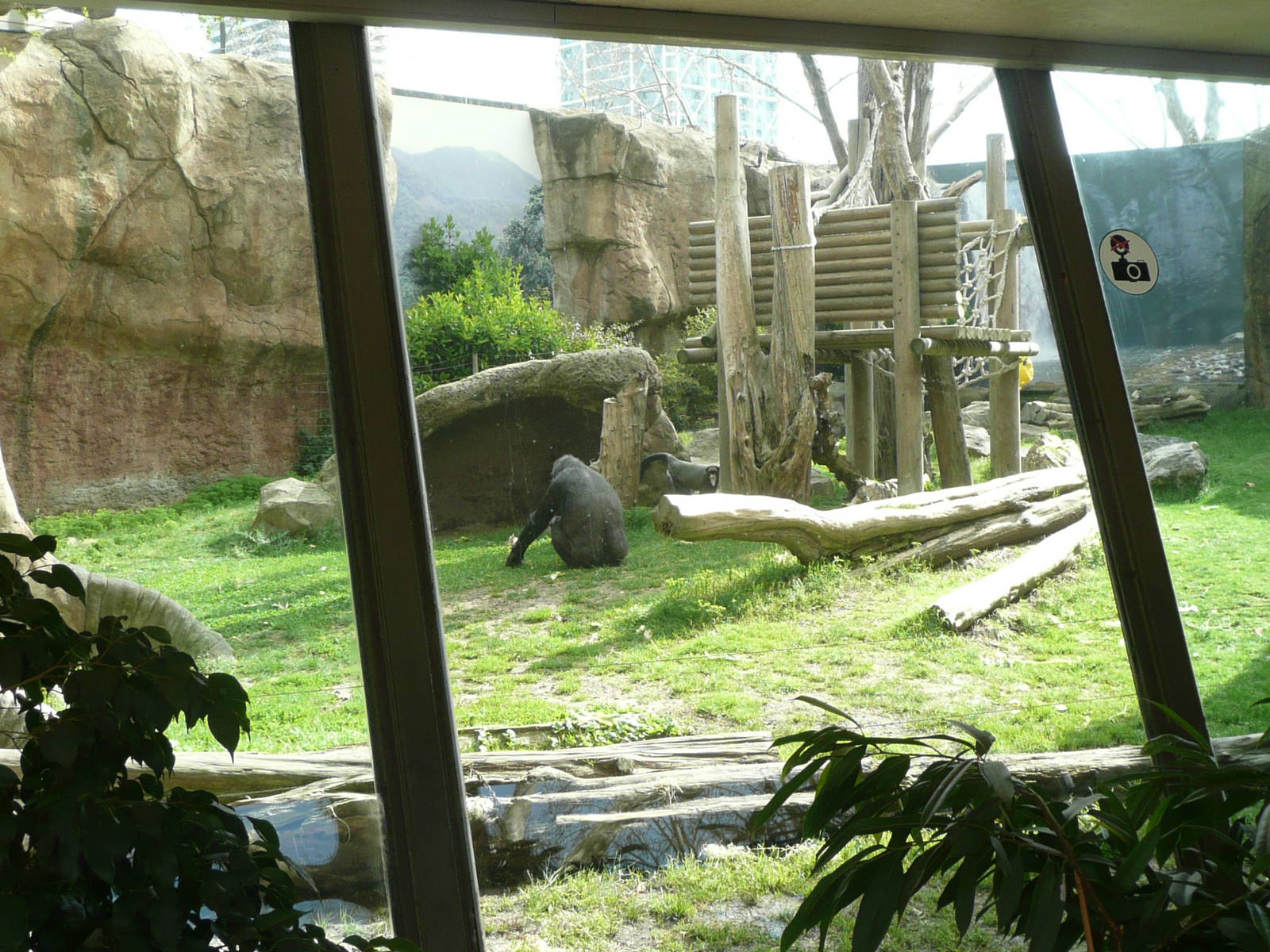 Gorilla enclosure