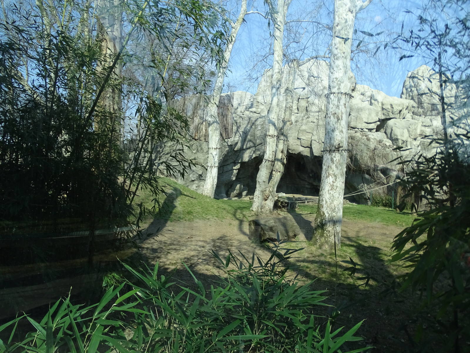 Gorilla enclosure