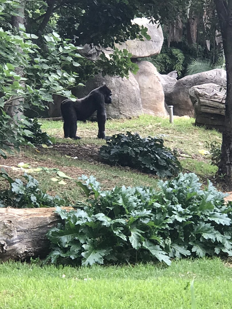 Gorilla enclosure