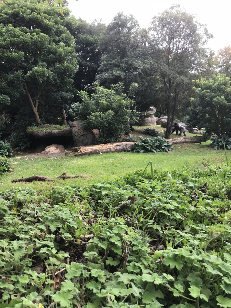 Gorilla enclosure