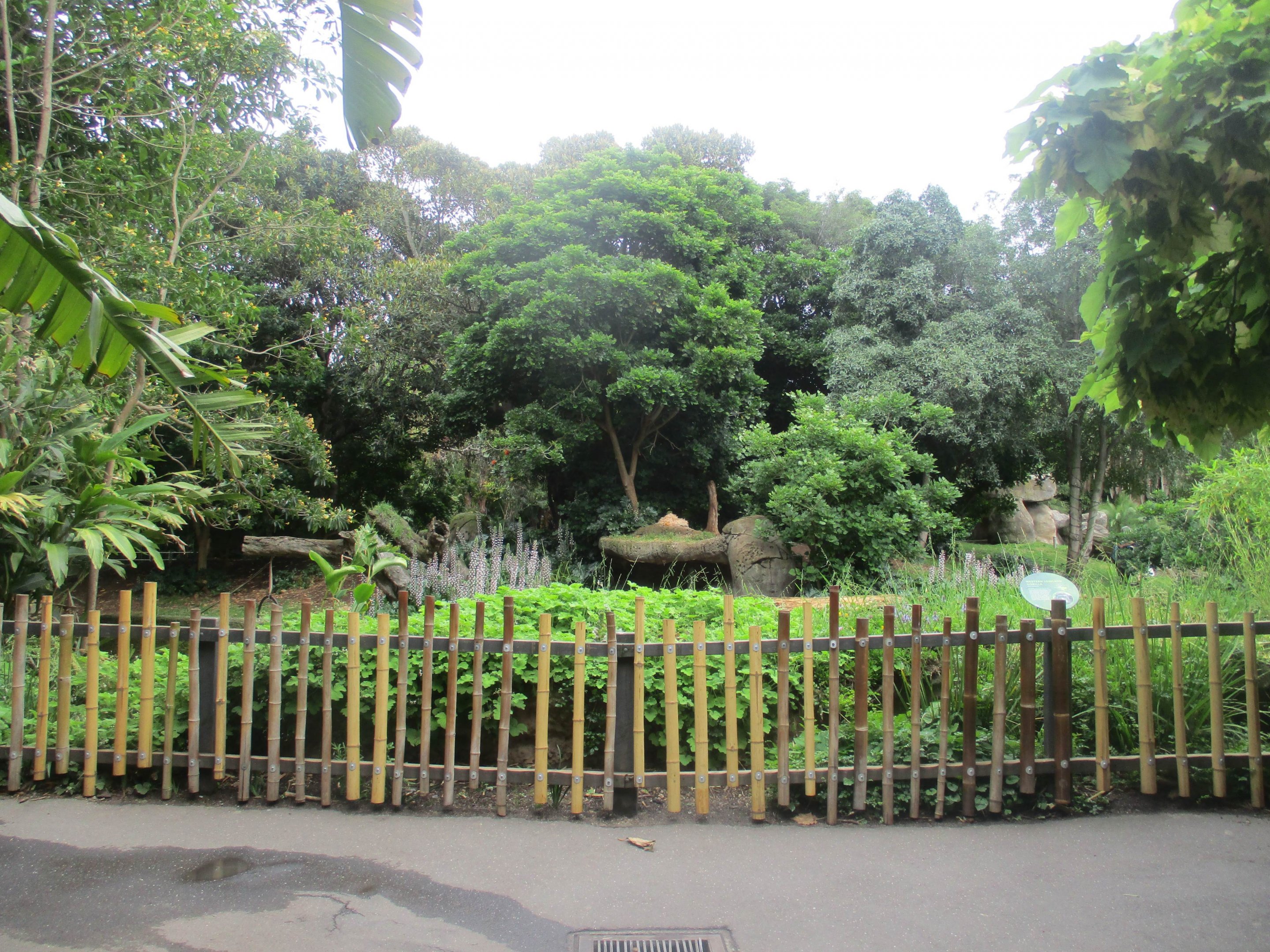 Gorilla Enclosure
