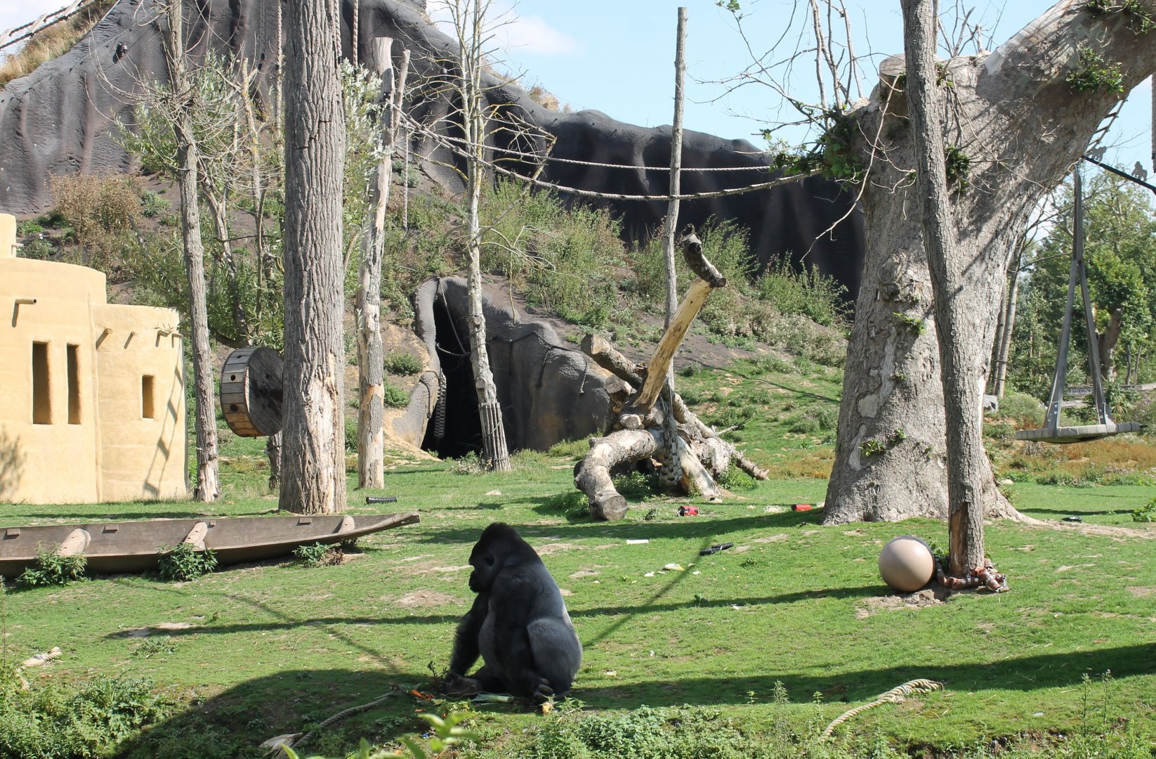 Gorilla enclosure
