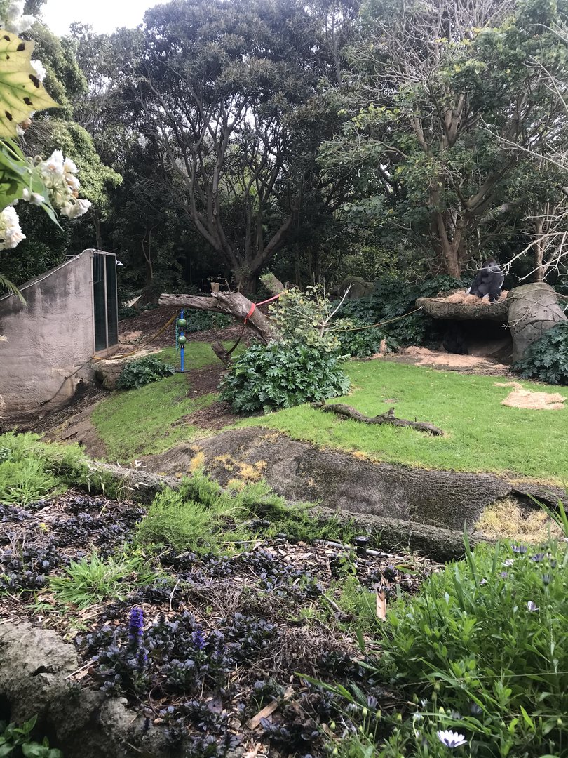 Gorilla enclosure