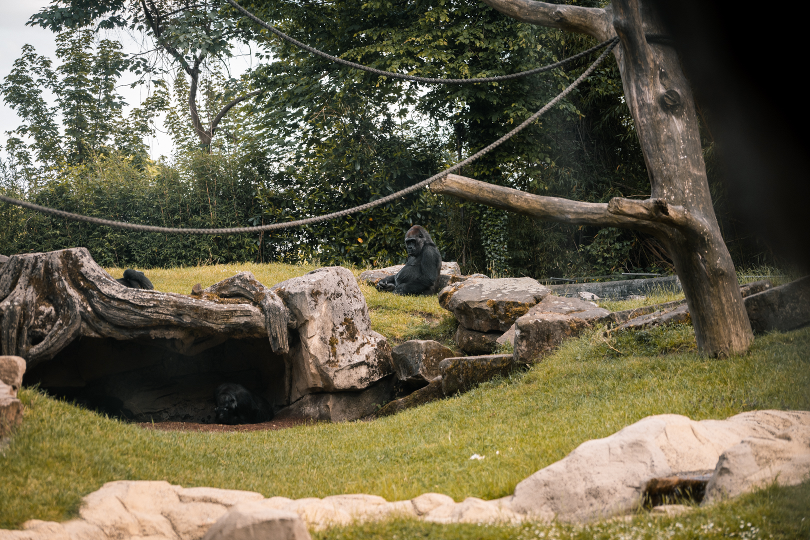 Gorilla enclosure