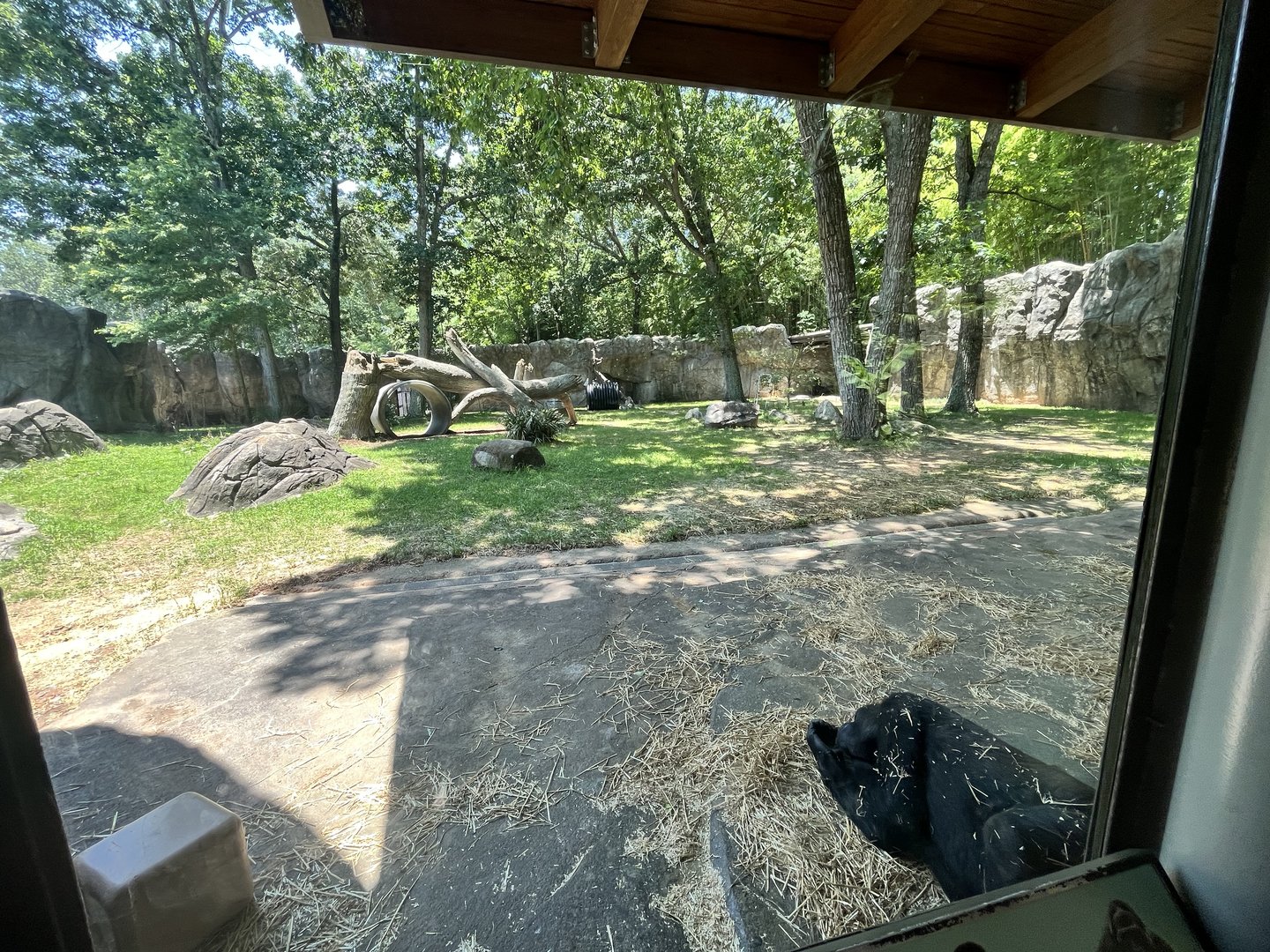 Gorilla Enclosure