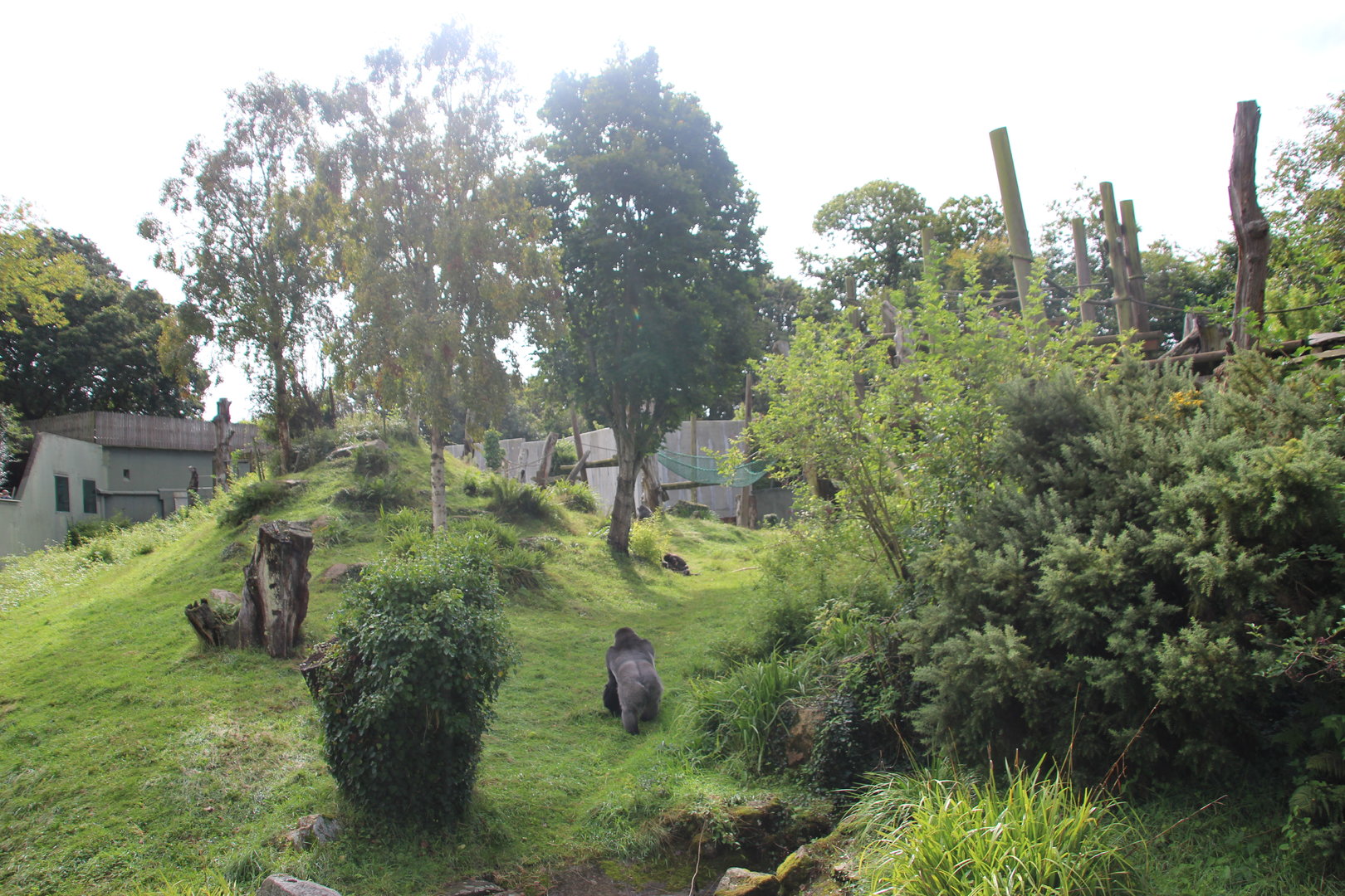 Gorilla Enclosure