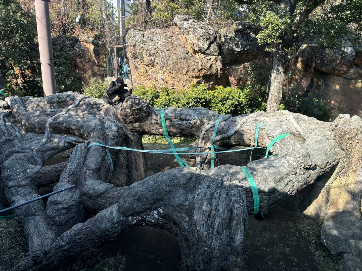 Gorilla enclosure