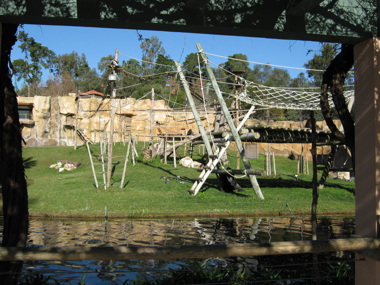 Gorilla enclosure