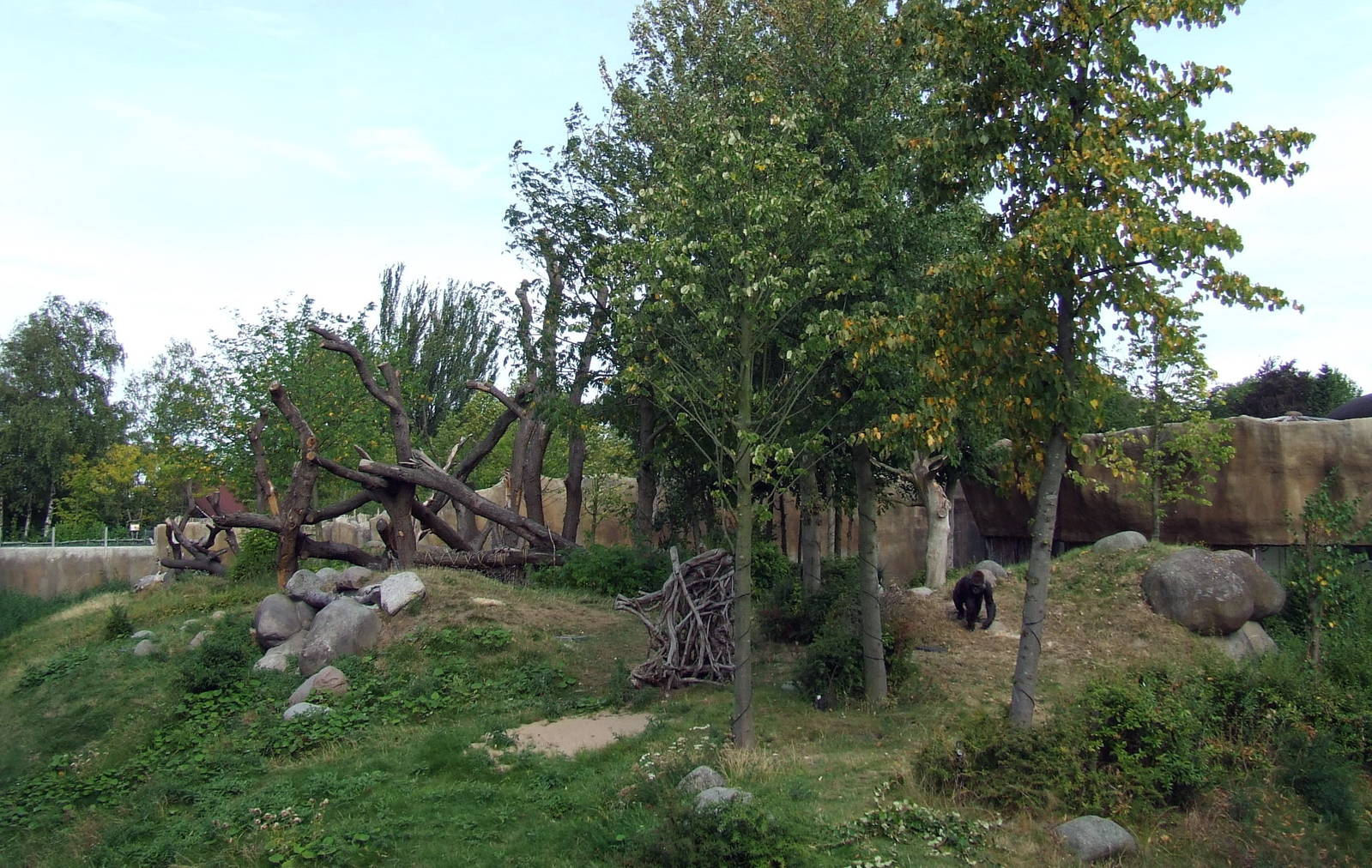 Gorilla enclosure