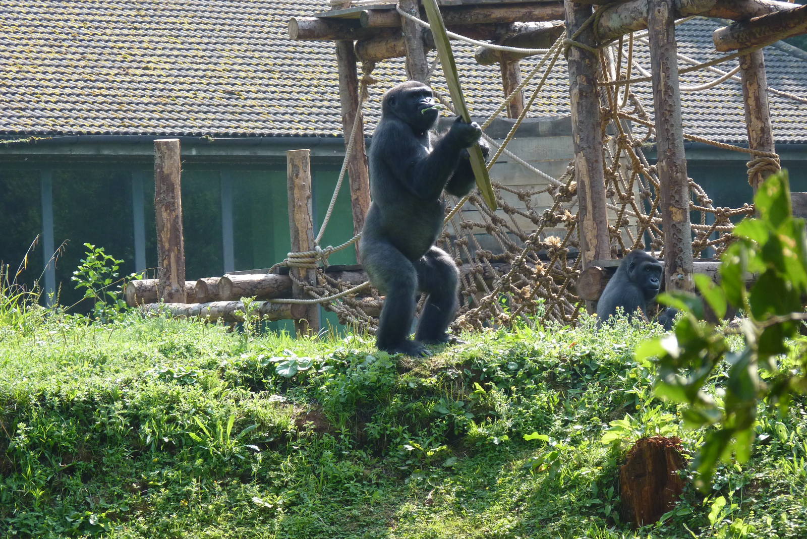 Gorilla enrichment, 28 August 2013