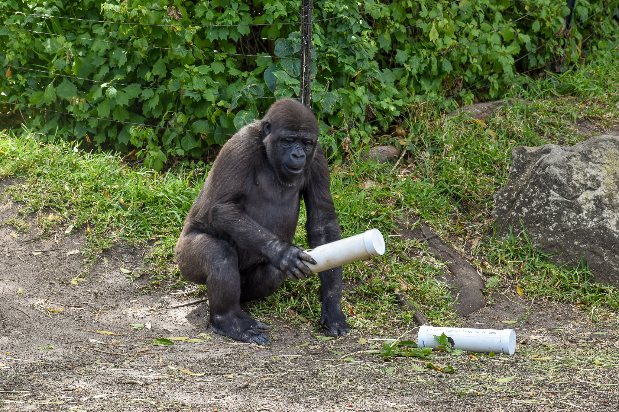 Gorilla Enrichment