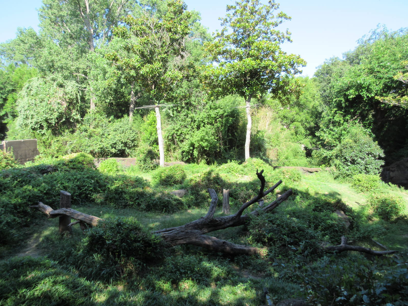 Gorilla Exhibit #1 - beautiful section