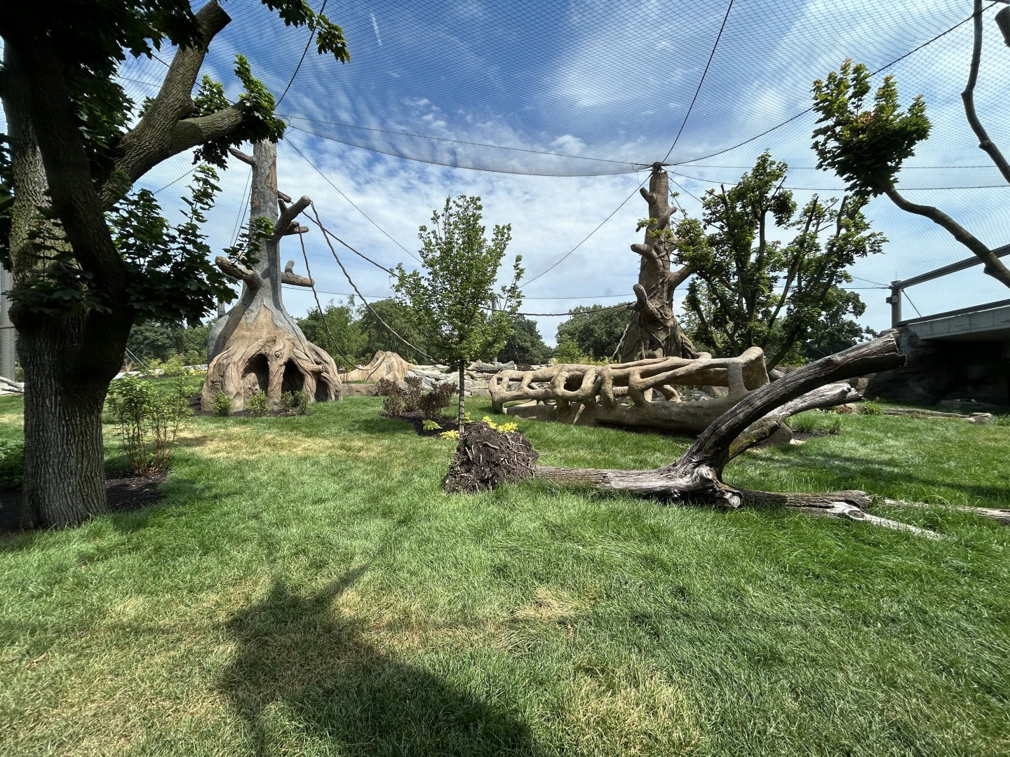 Gorilla Exhibit #1 - Tropical Forests