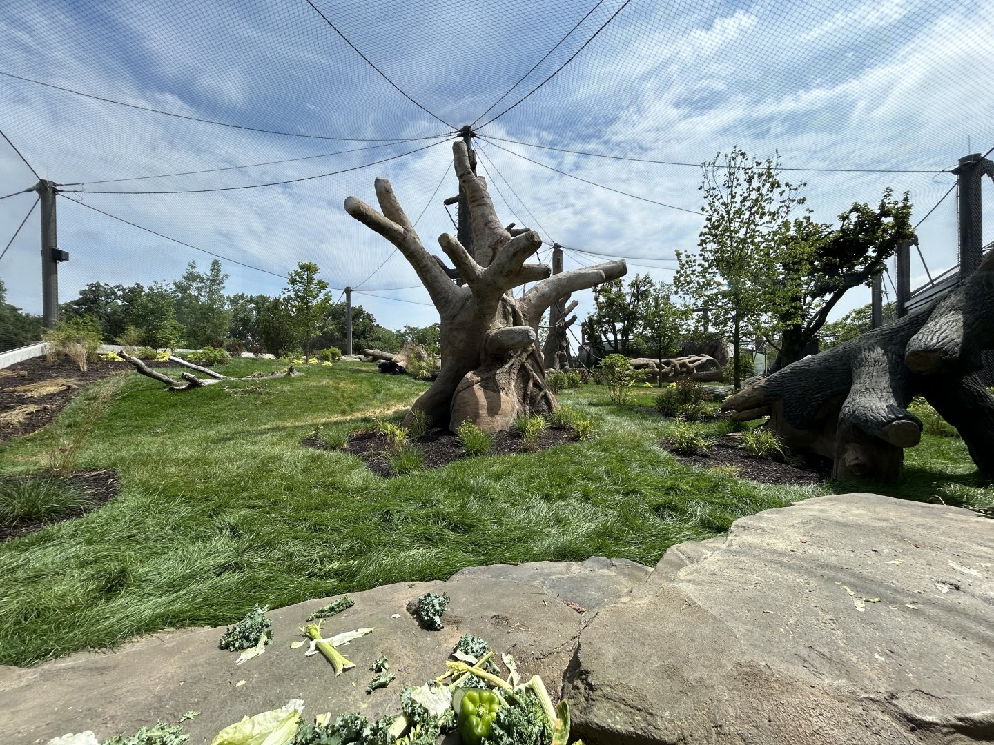 Gorilla Exhibit #1 - Tropical Forests