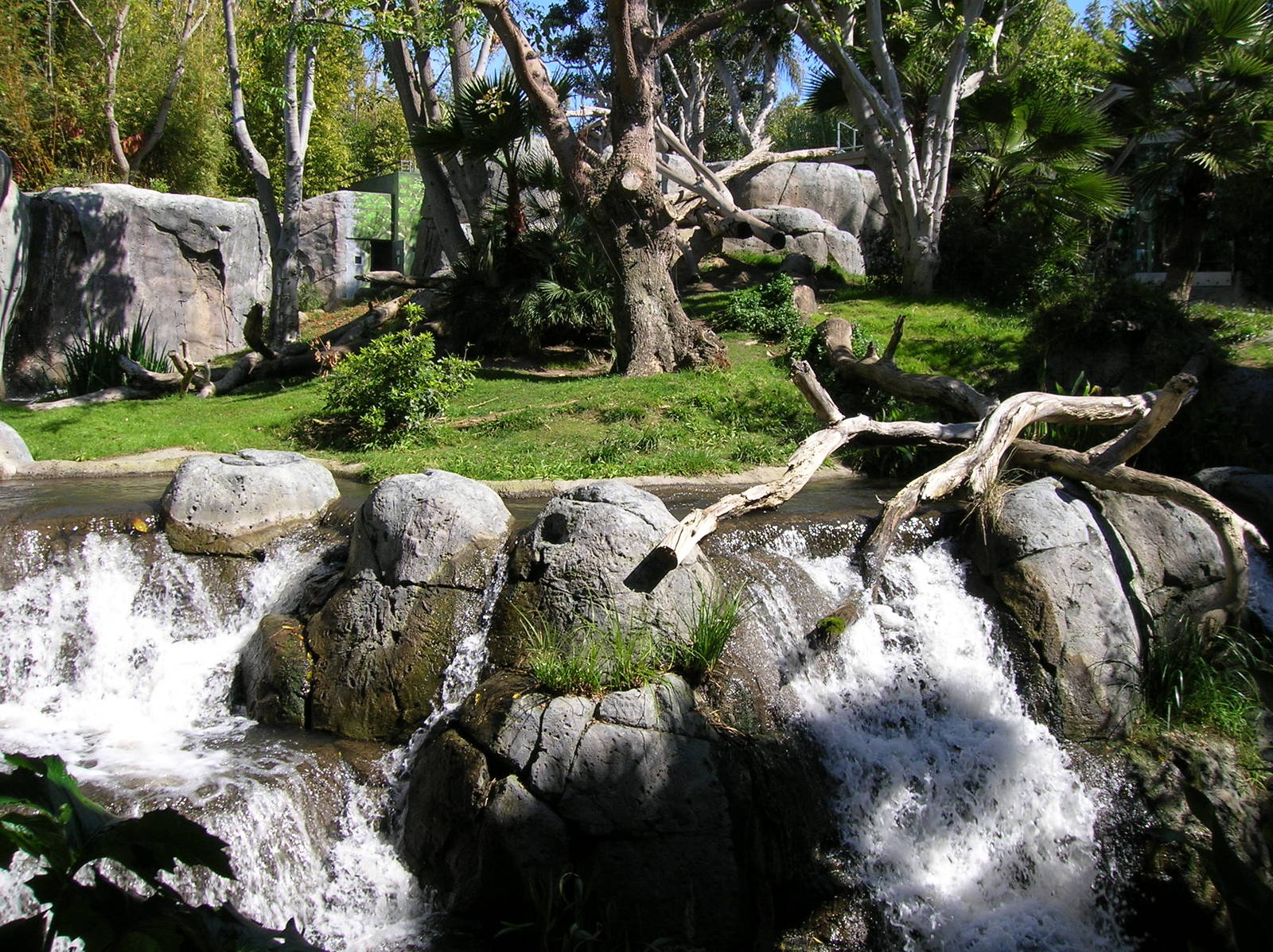 Gorilla Exhibit 2-20-09