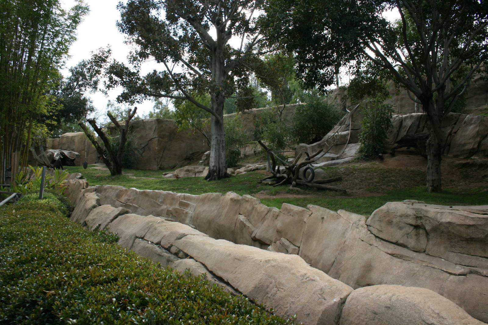 Gorilla Exhibit 2-8-09