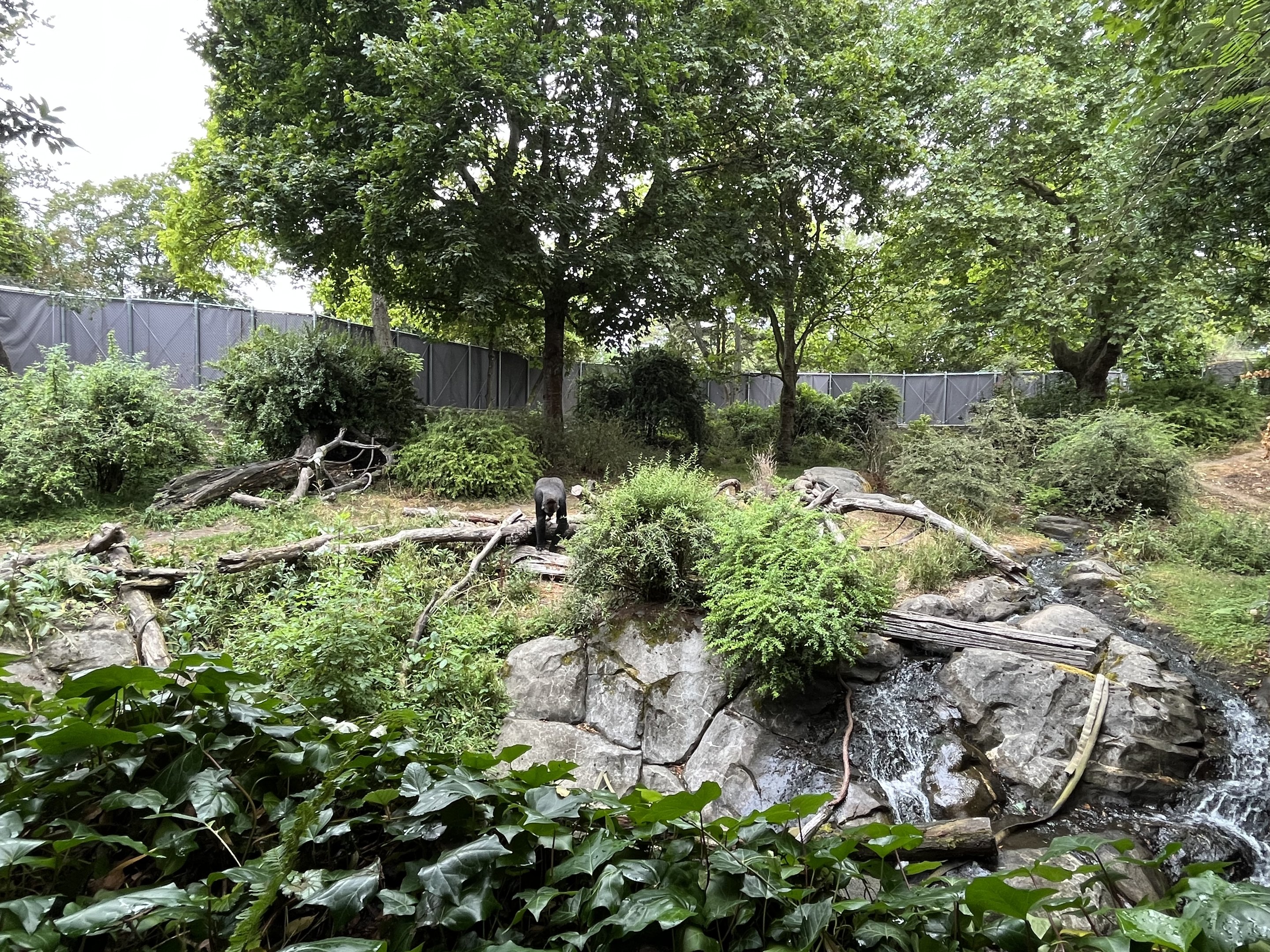 Gorilla Exhibit #2 - New fence!
