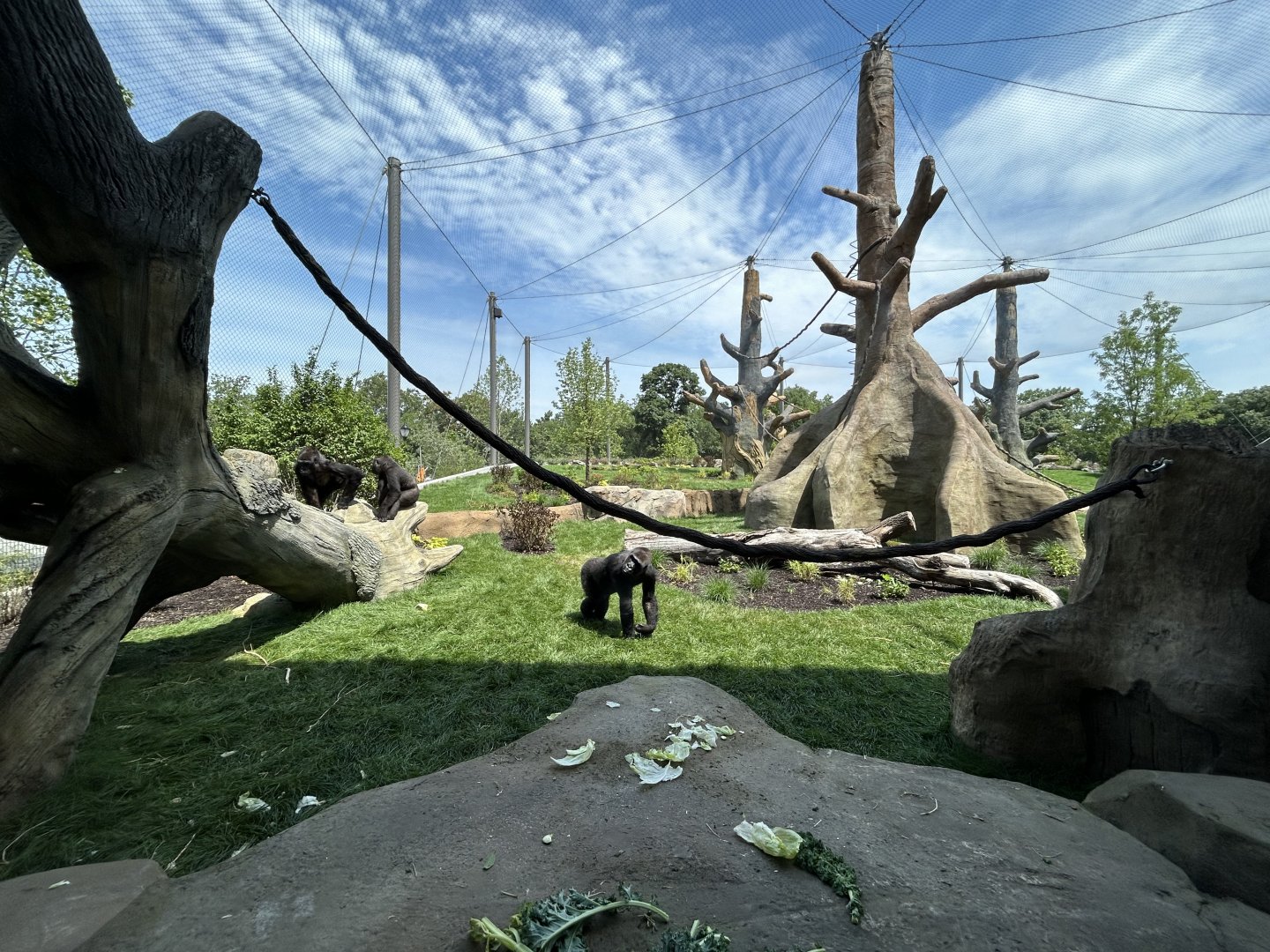 Gorilla Exhibit #2 - Tropical Forests
