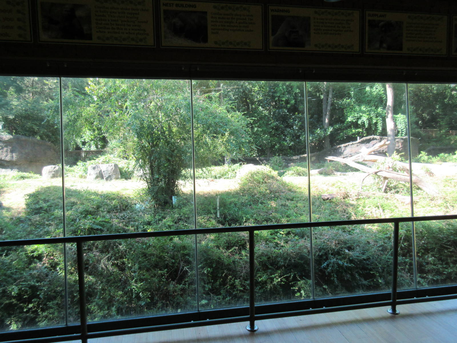 Gorilla Exhibit #2