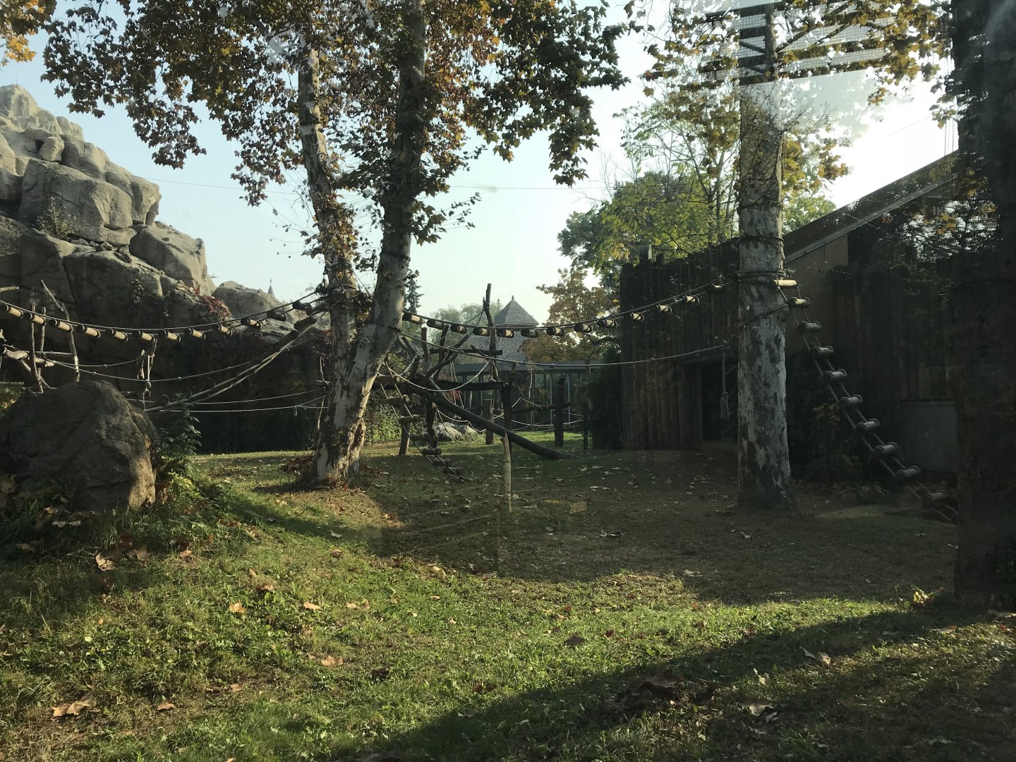 Gorilla exhibit 201018