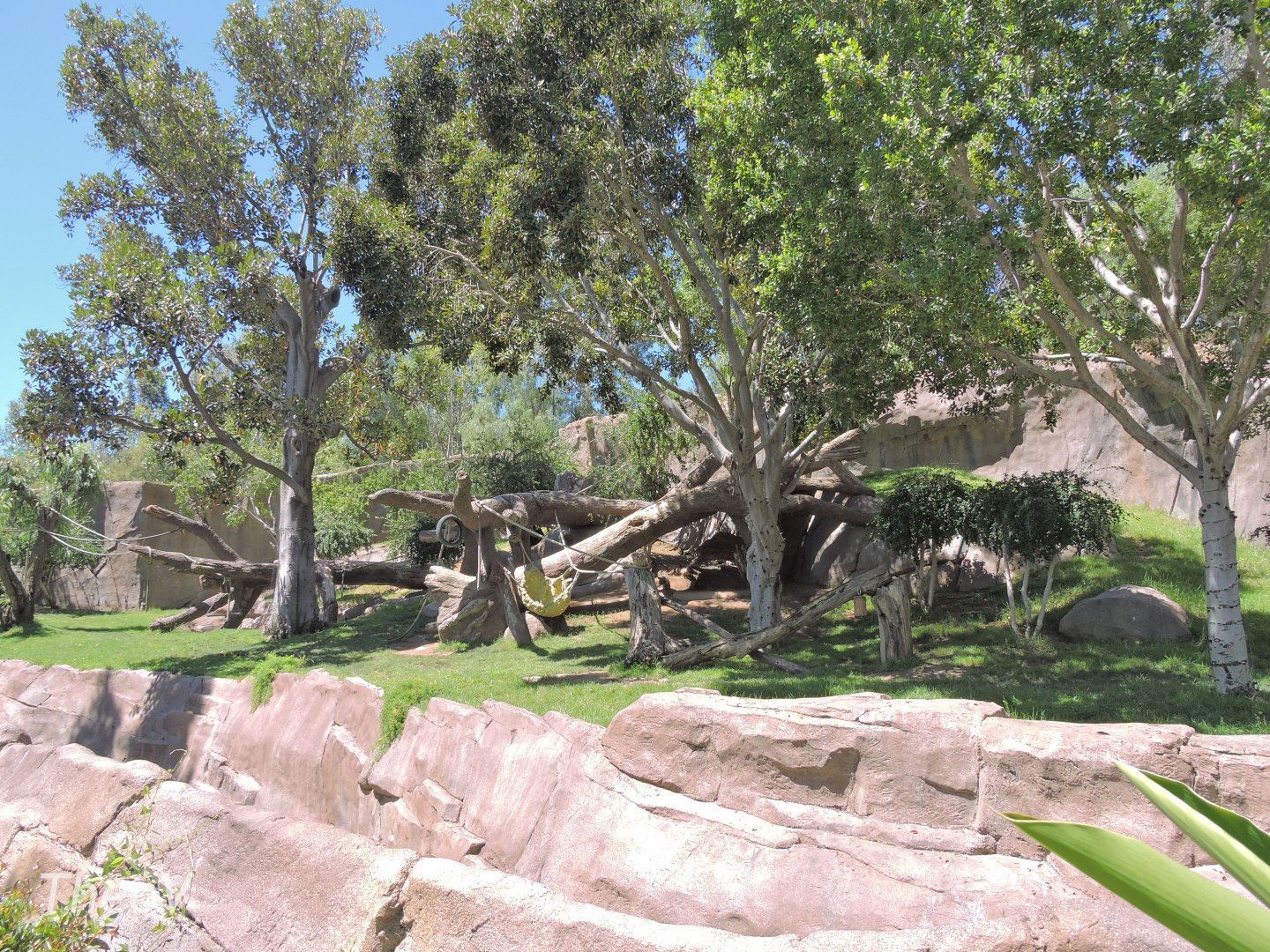 Gorilla exhibit [2015]