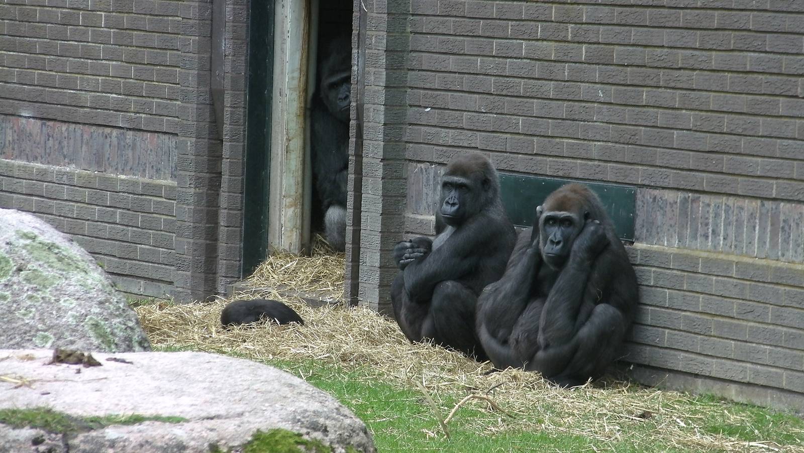 Gorilla Exhibit - 26.08.2011