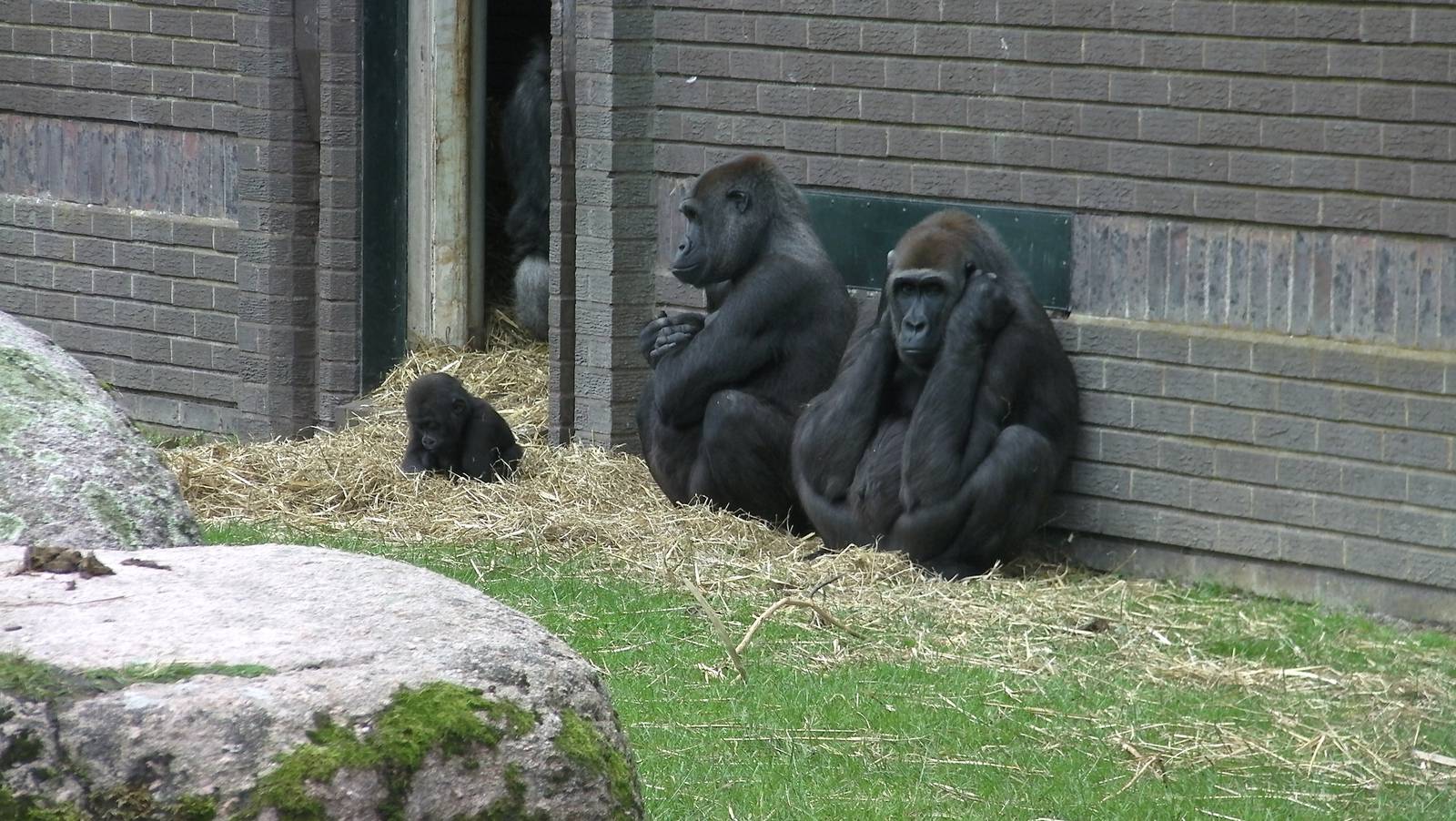 Gorilla Exhibit - 26.08.2011