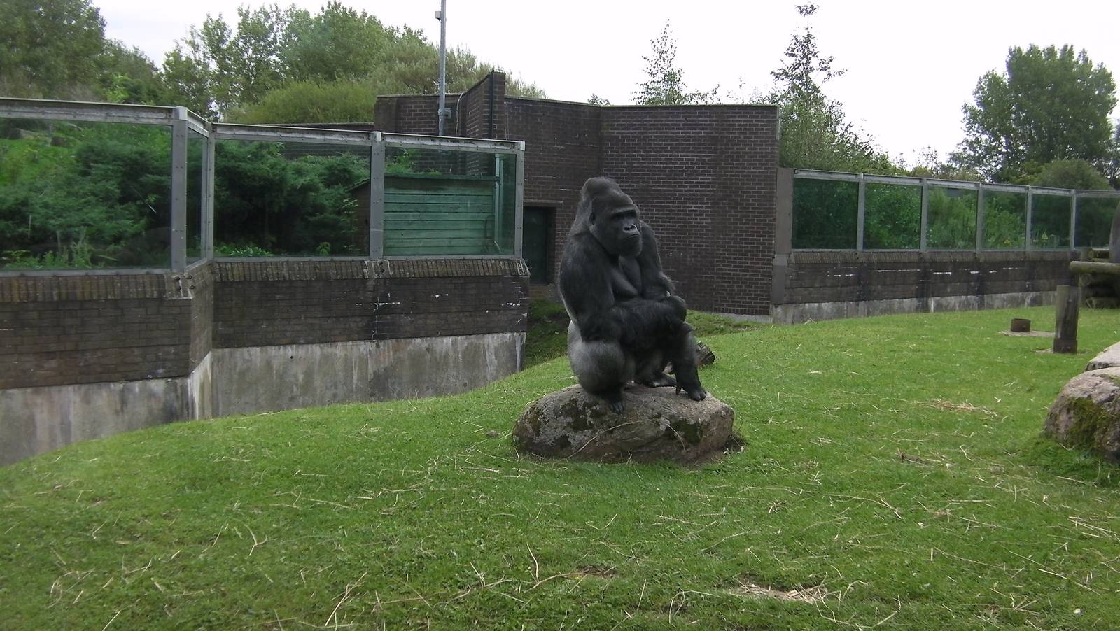 Gorilla Exhibit - 26.08.2011