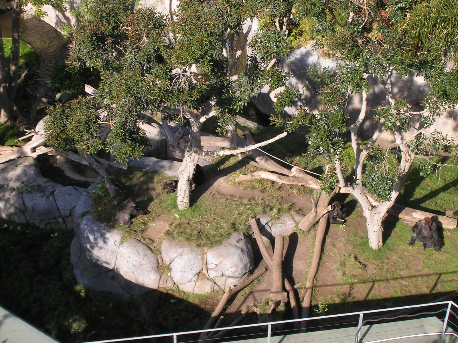 Gorilla Exhibit Aerial 1-6-09