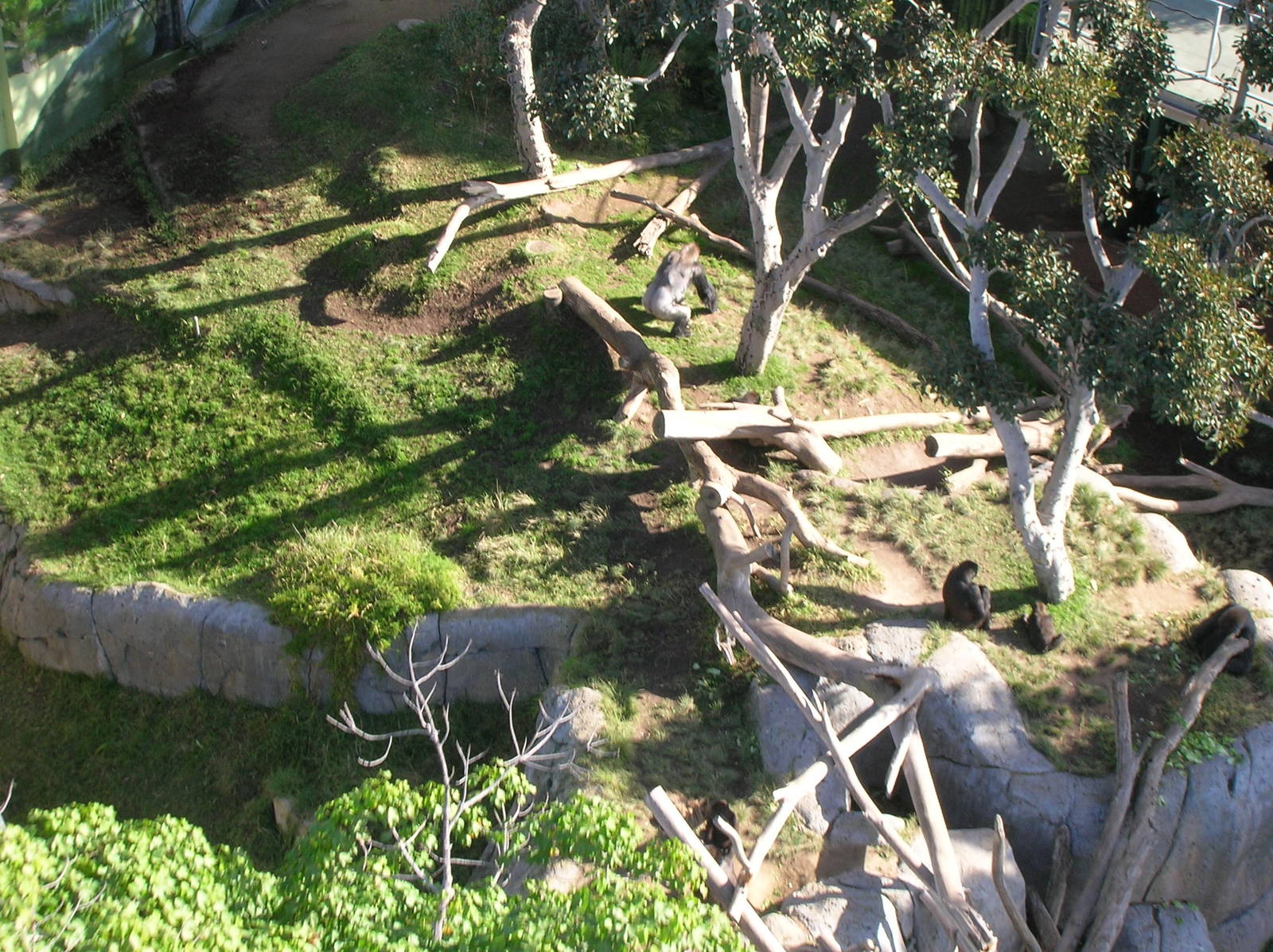 Gorilla Exhibit Aerial 1-6-09