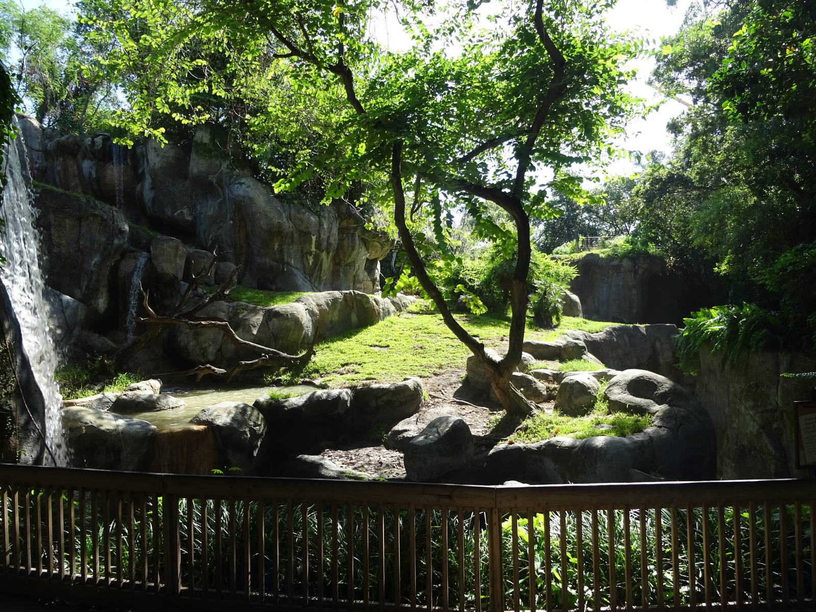 Gorilla Exhibit at Busch Gardens Tampa