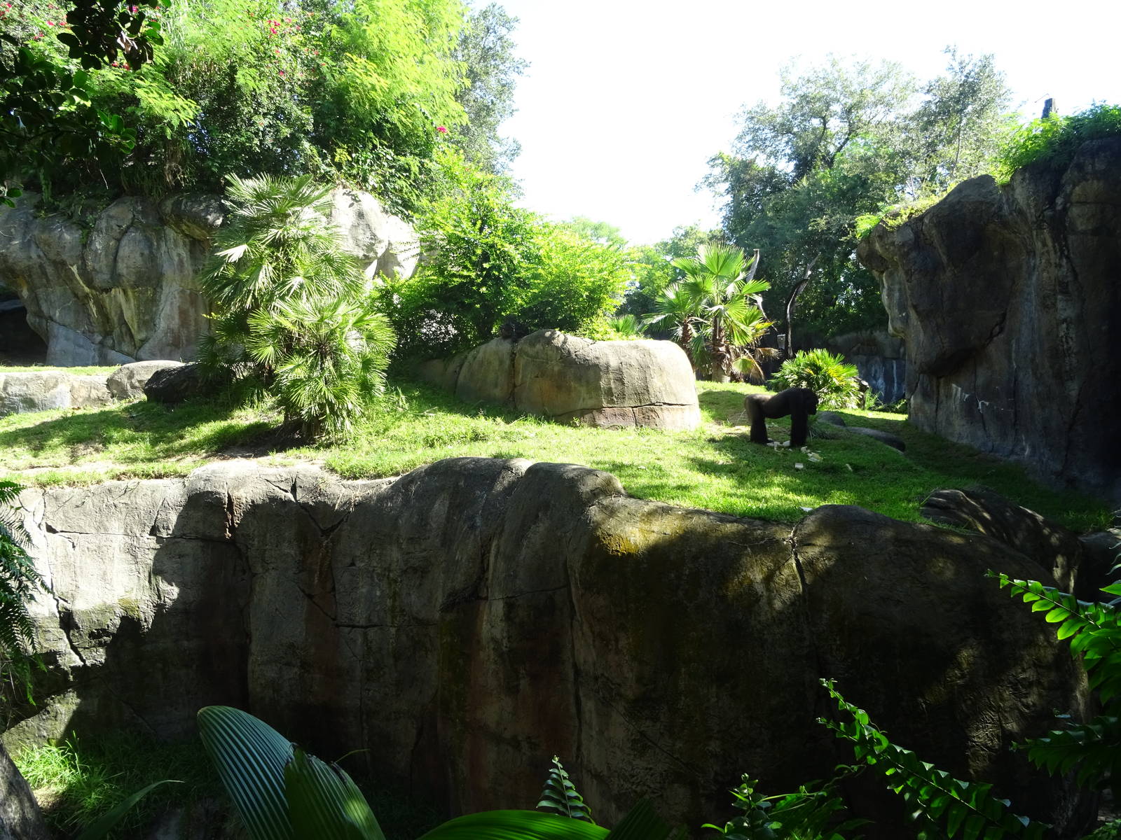Gorilla Exhibit at Busch Gardens Tampa
