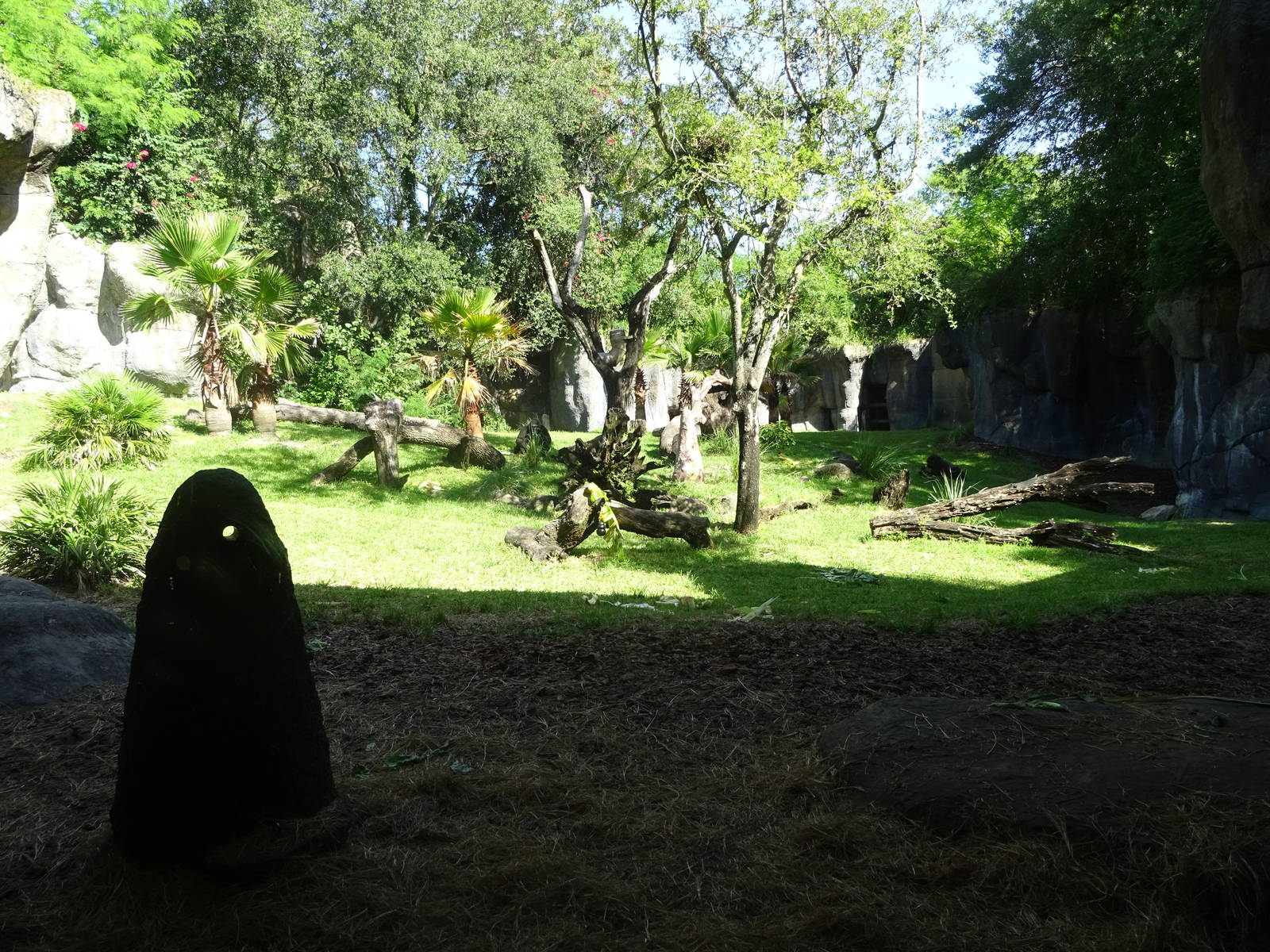 Gorilla Exhibit at Busch Gardens Tampa