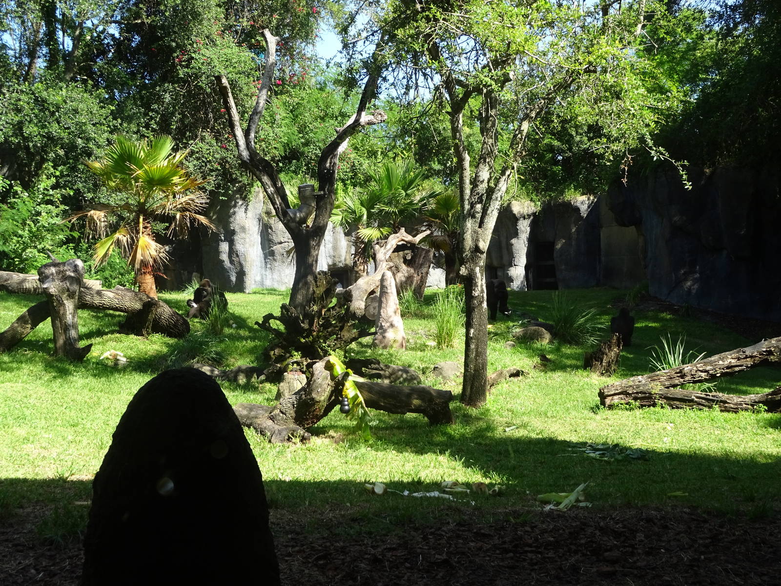 Gorilla Exhibit at Busch Gardens Tampa
