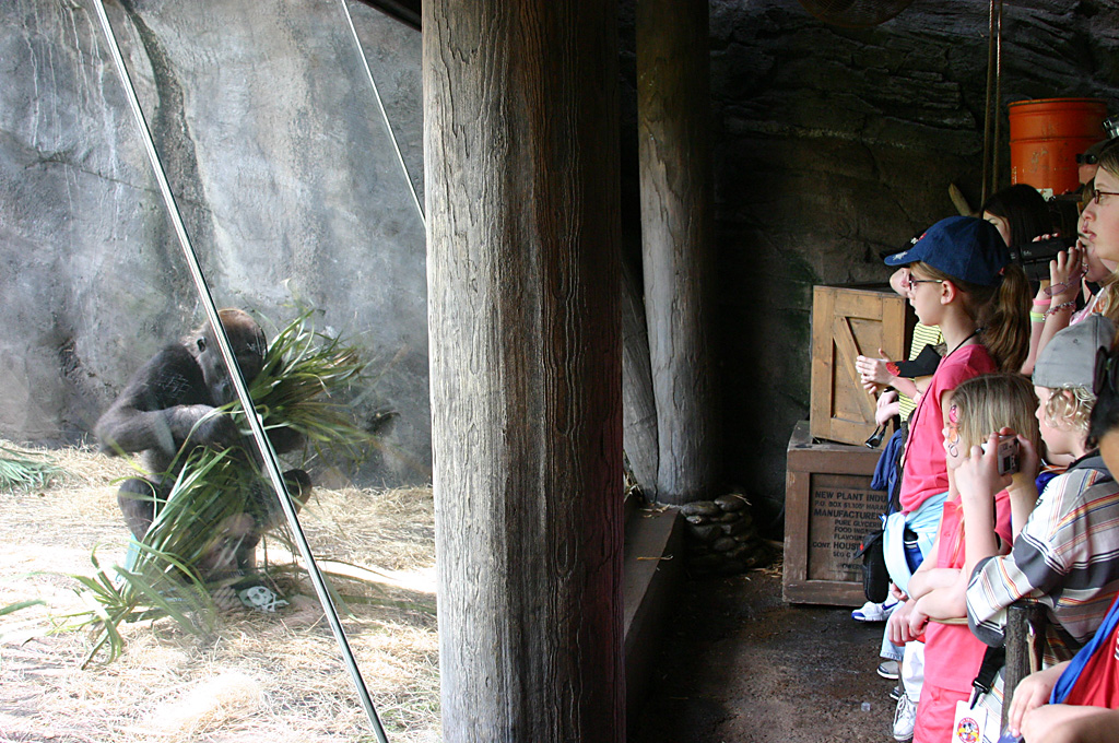 Gorilla exhibit at Disneys Animal Kingdom 22/03/05