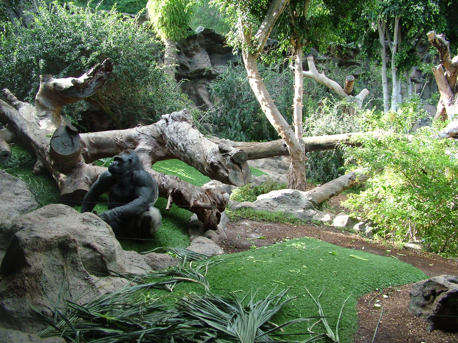 Gorilla Exhibit at Loro Parque, 08/11/10