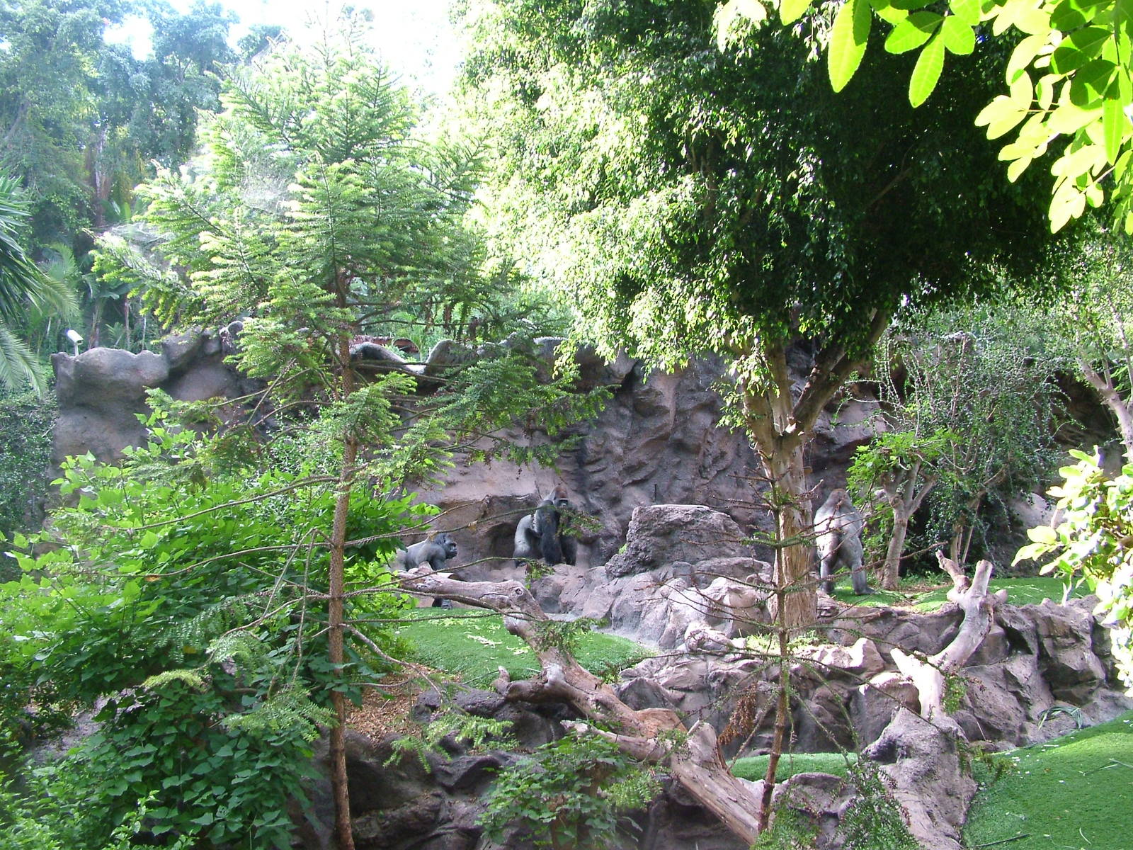 Gorilla Exhibit at Loro Parque, 08/11/10