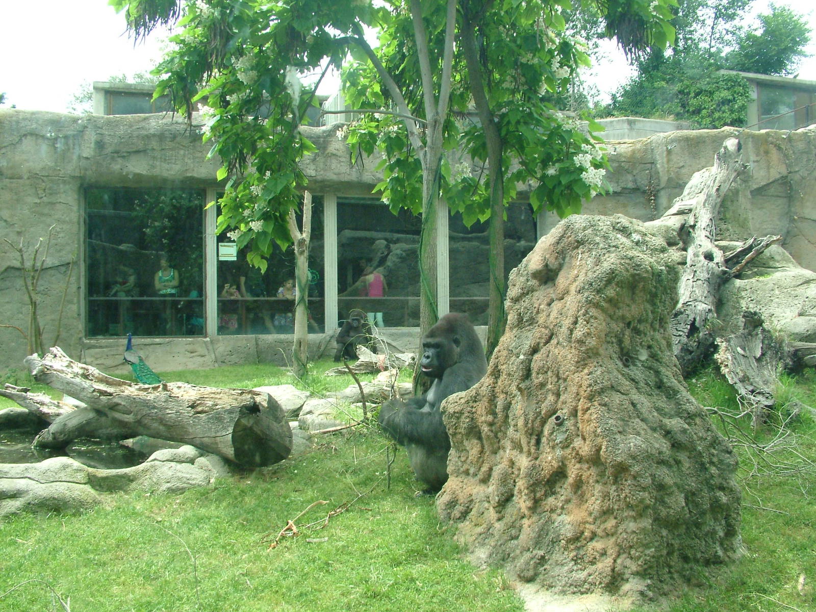 Gorilla Exhibit at Madrid Zoo Aquarium, 26/05/11