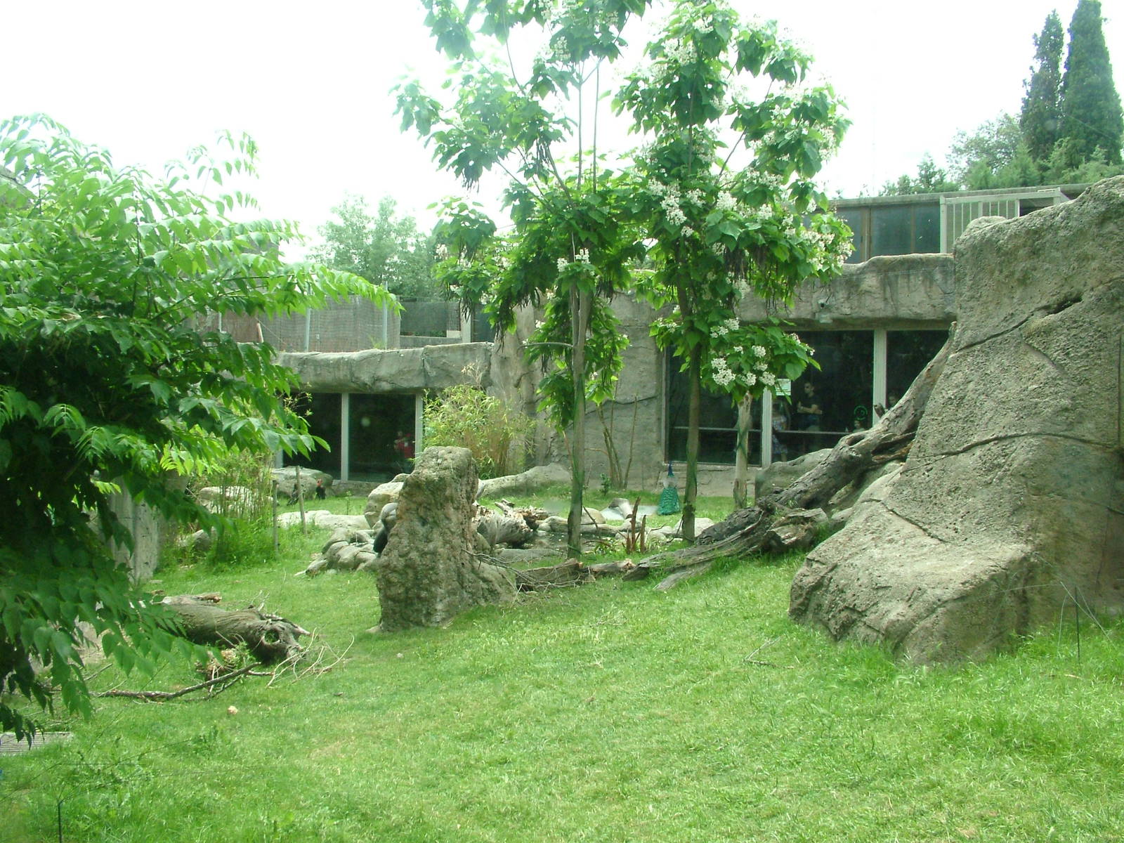 Gorilla Exhibit at Madrid Zoo Aquarium, 26/05/11