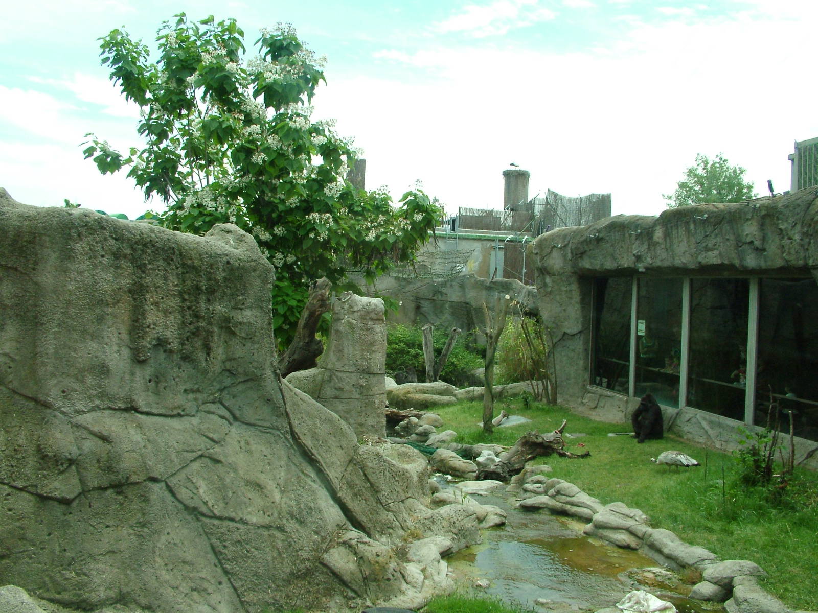 Gorilla Exhibit at Madrid Zoo Aquarium, 26/05/11