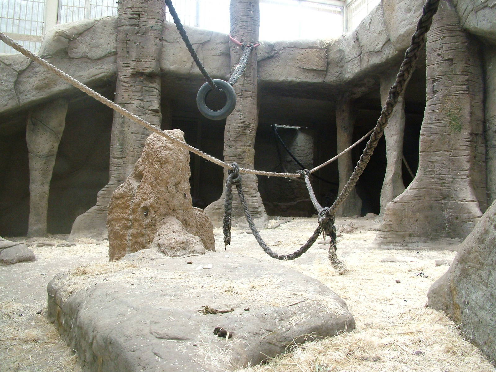 Gorilla Exhibit at Madrid Zoo Aquarium, 26/05/11