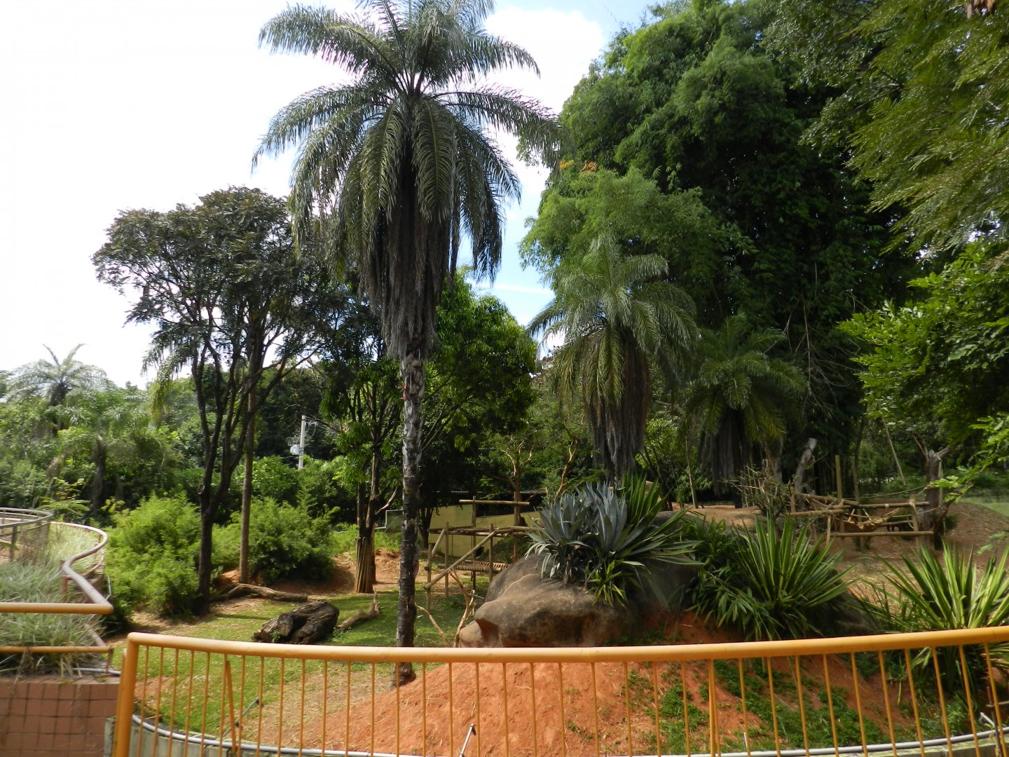 Gorilla exhibit - Belo Horizonte zoo