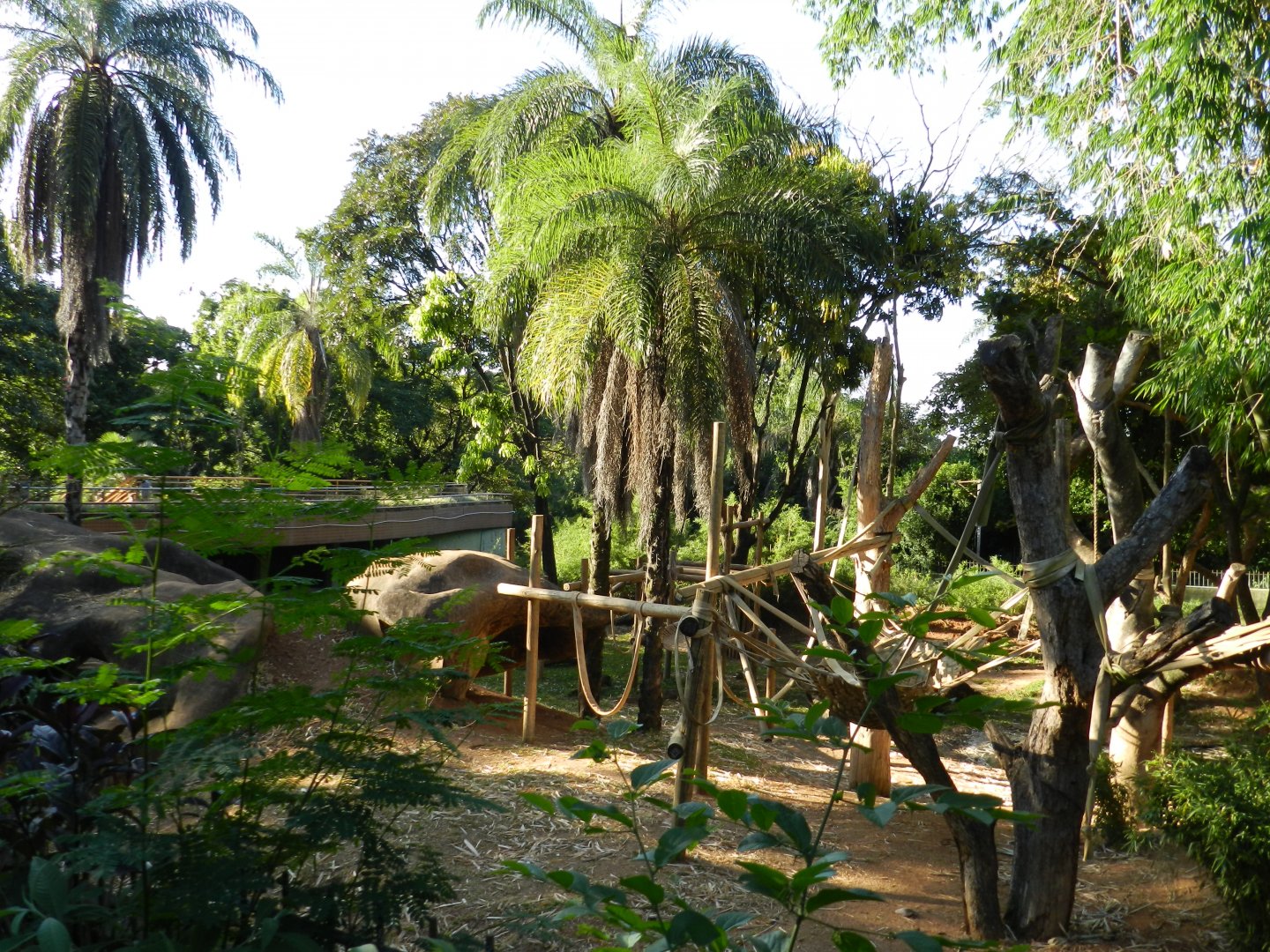 Gorilla exhibit - Belo Horizonte zoo