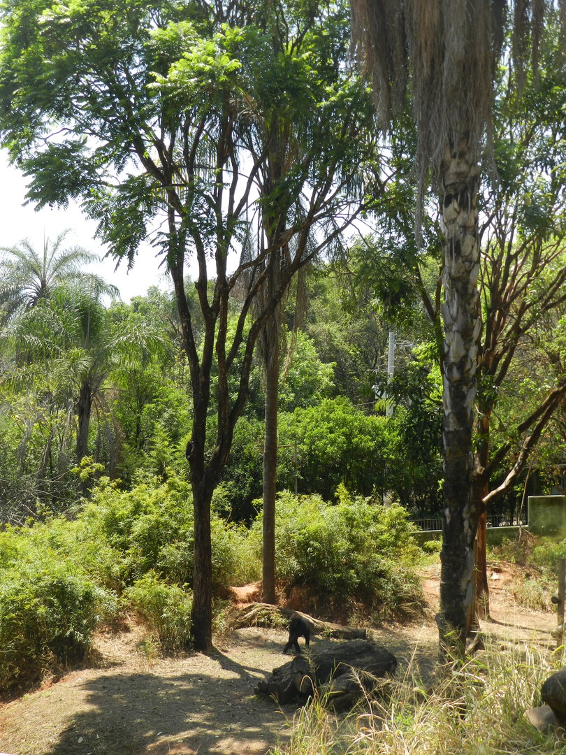 Gorilla exhibit - Belo Horizonte zoo