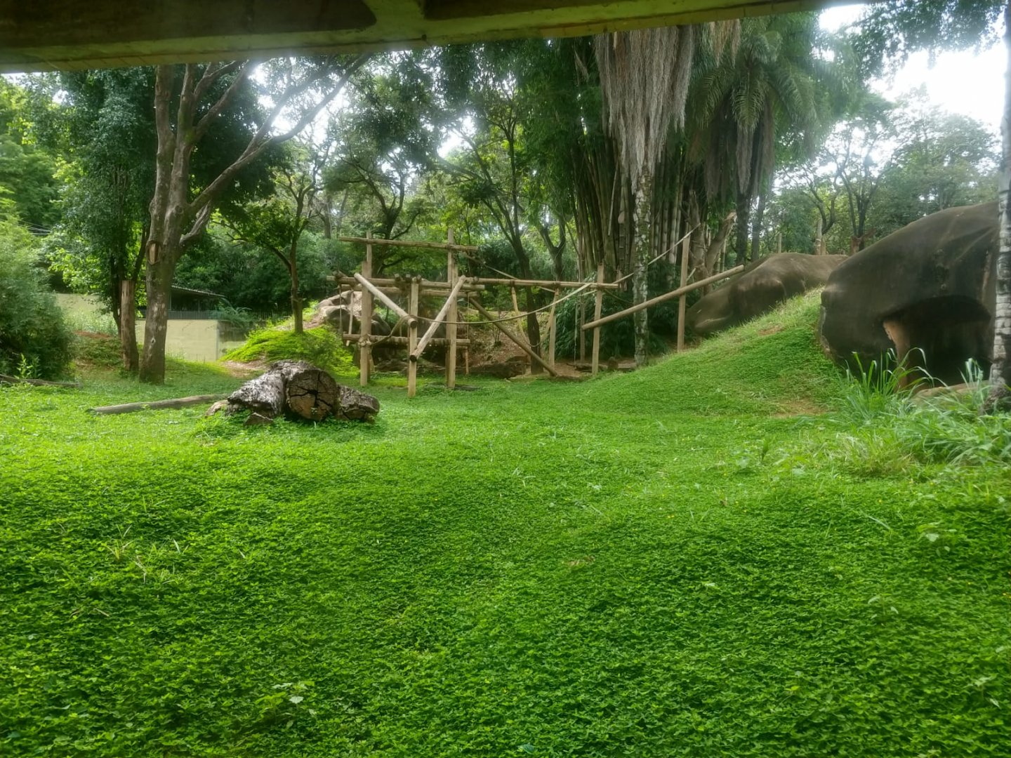 Gorilla exhibit - Belo Horizonte zoo