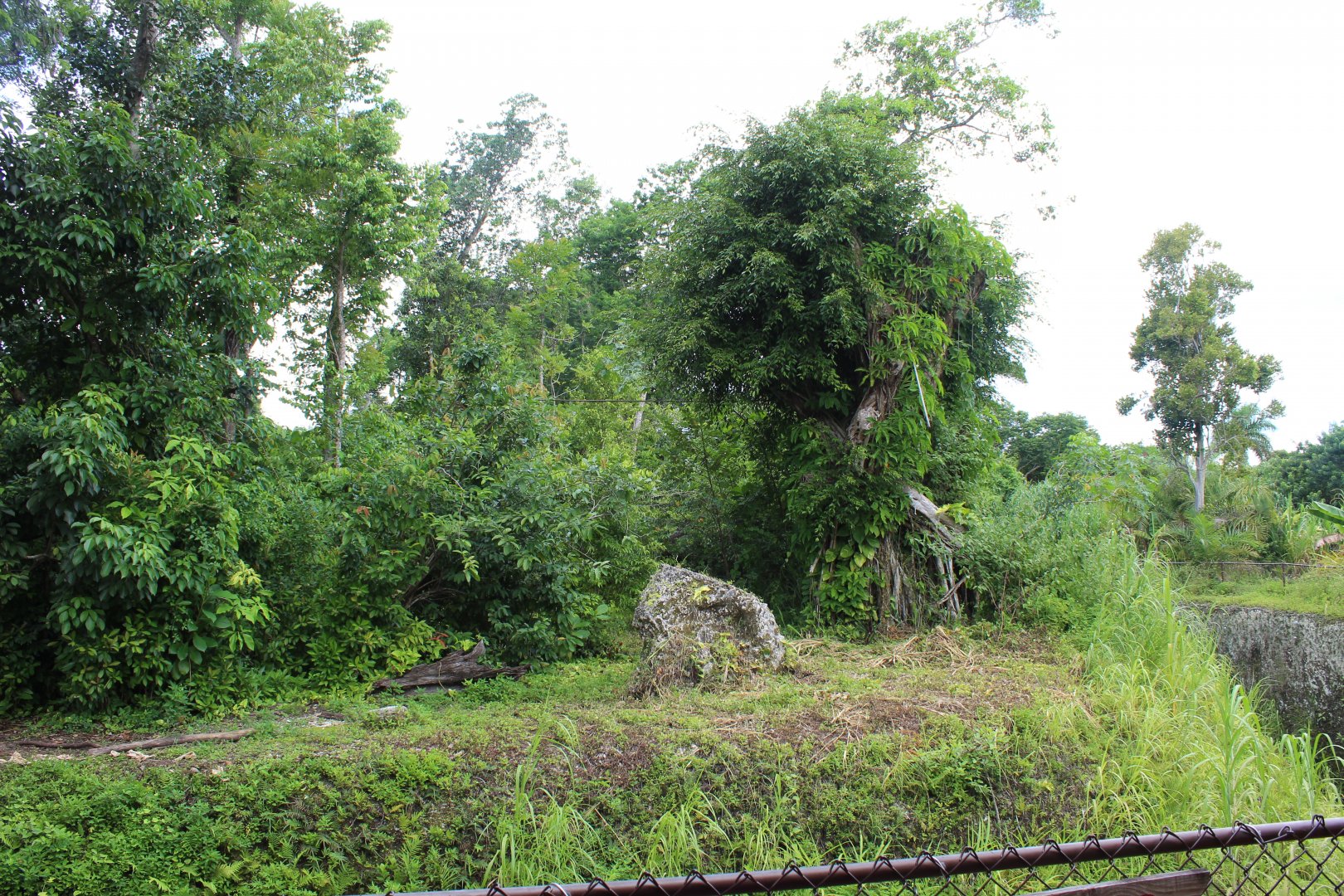 Gorilla Exhibit - Cameroon Jungle
