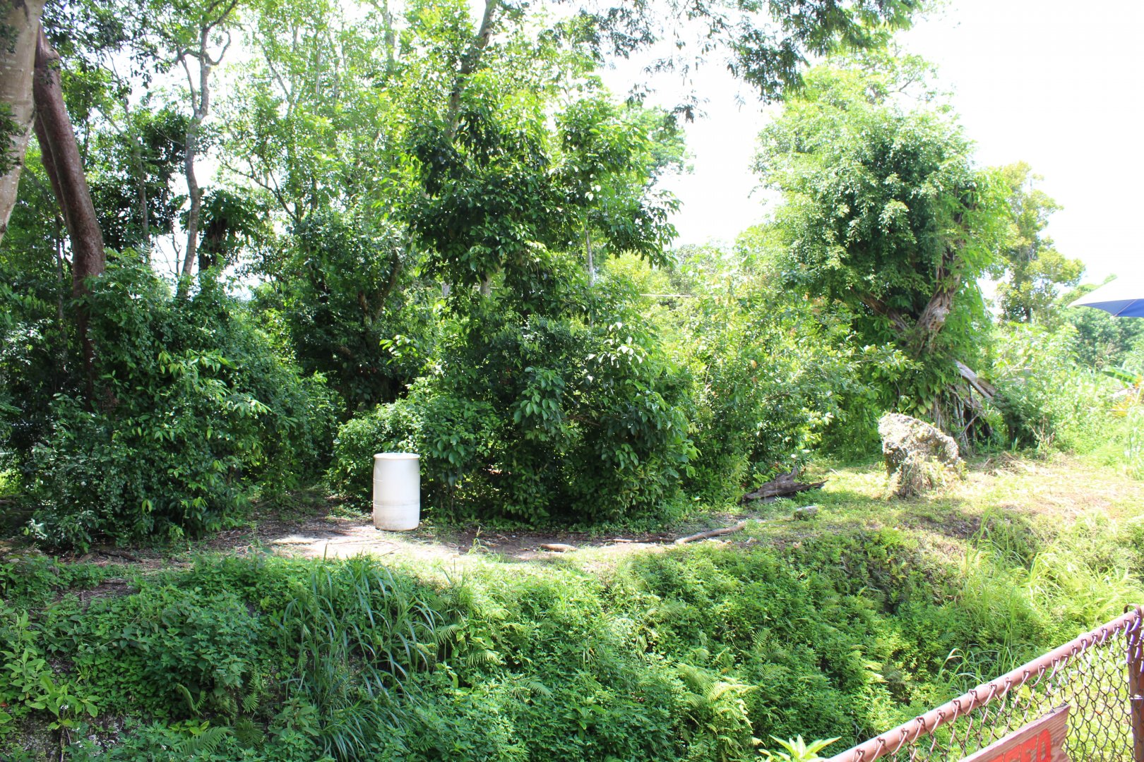 Gorilla Exhibit - Cameroon Jungle