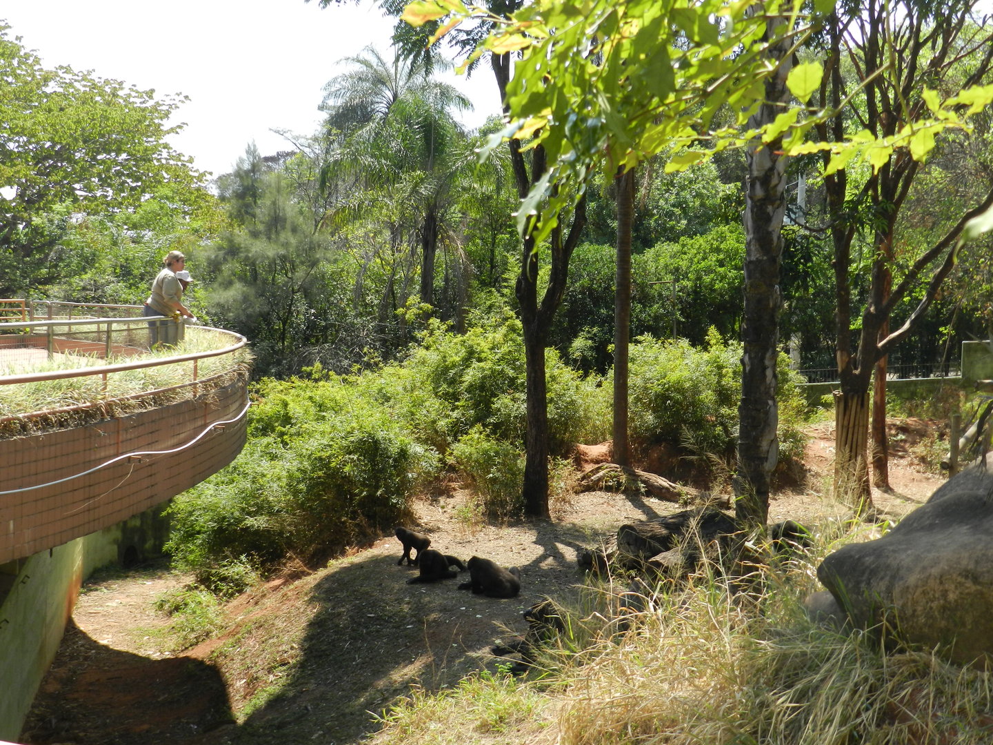 Gorilla exhibit (feeding time) - Belo Horizonte zoo