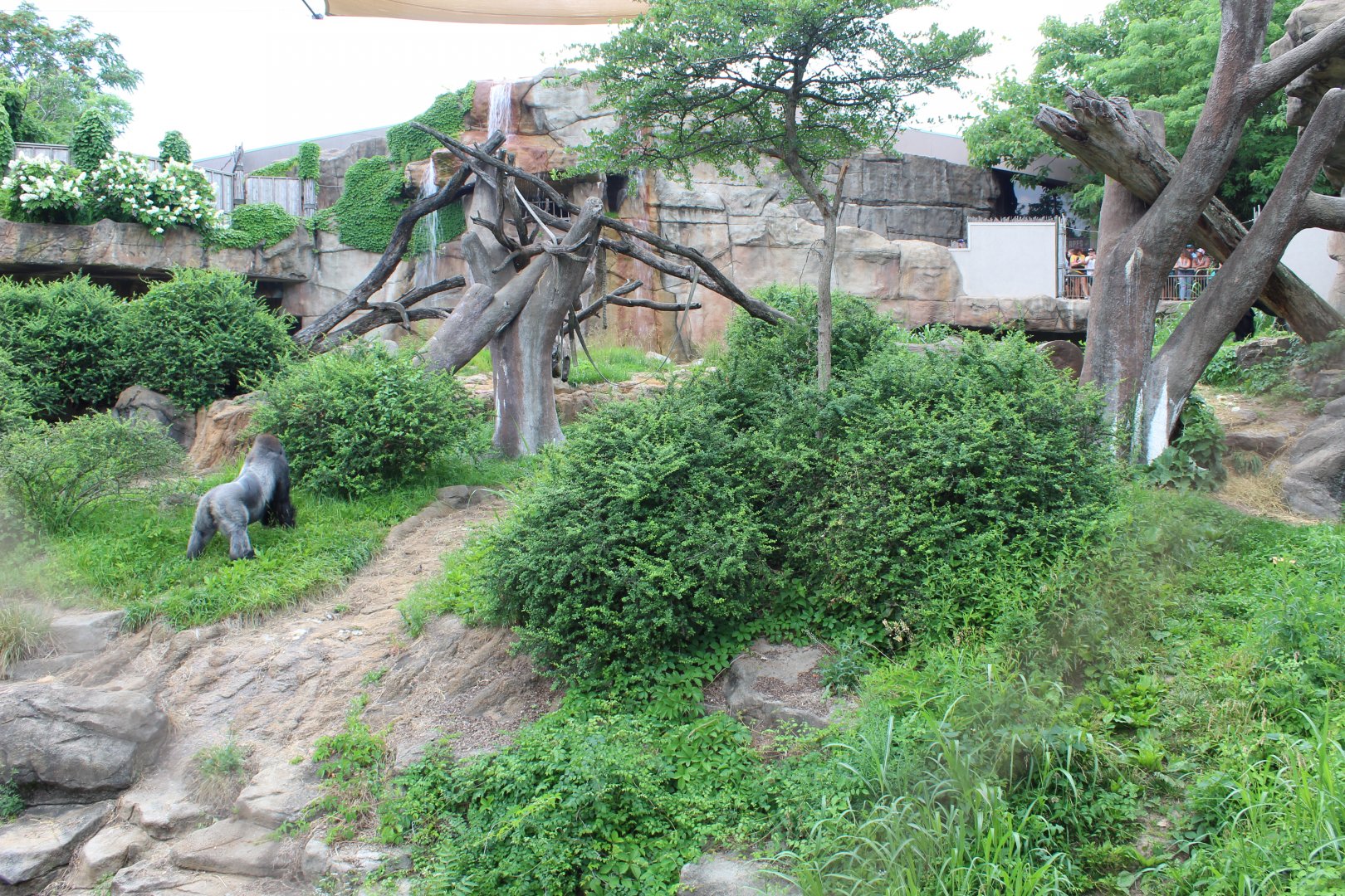 Gorilla Exhibit - Fragile Forest