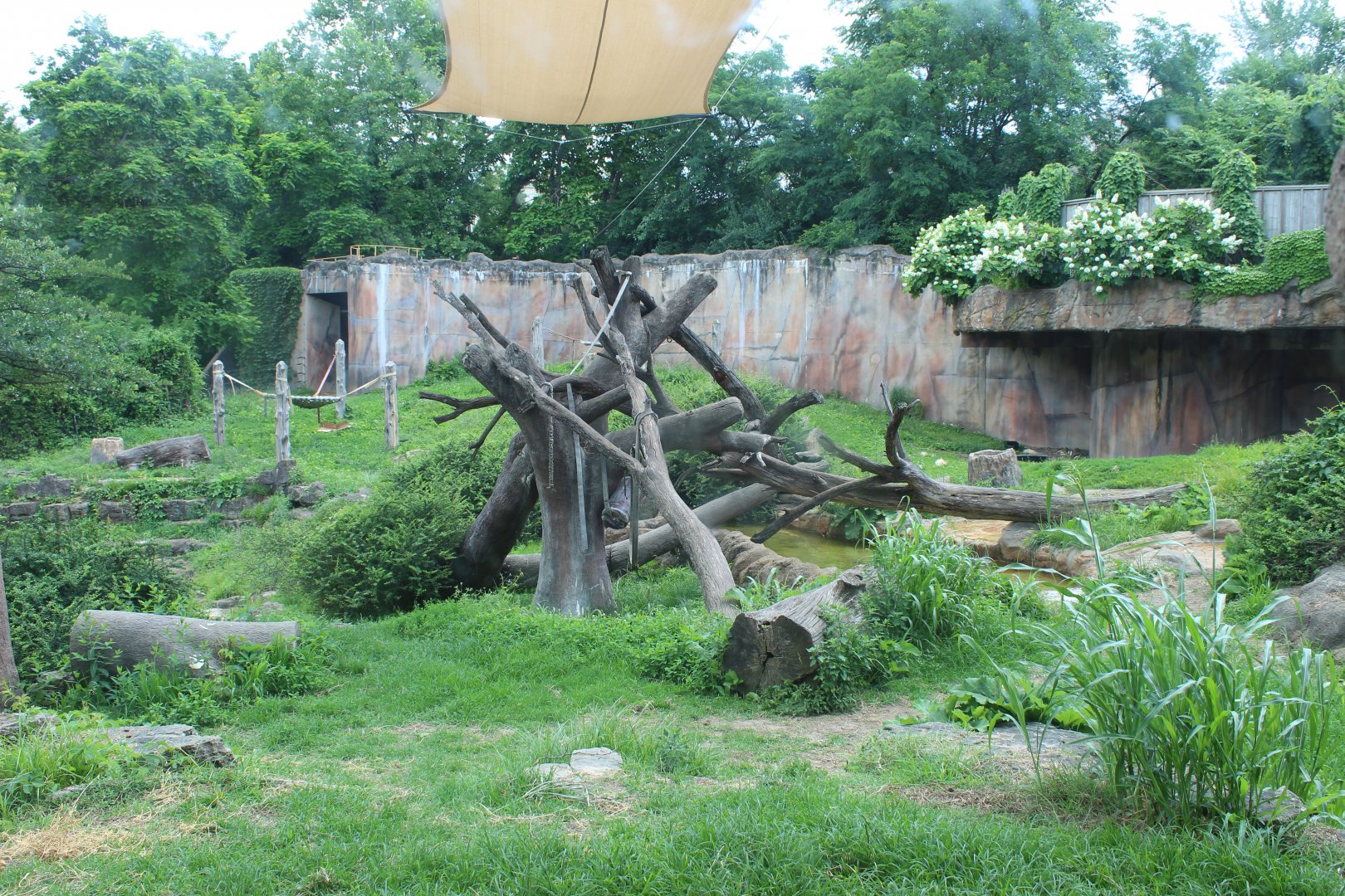 Gorilla Exhibit - Fragile Forest